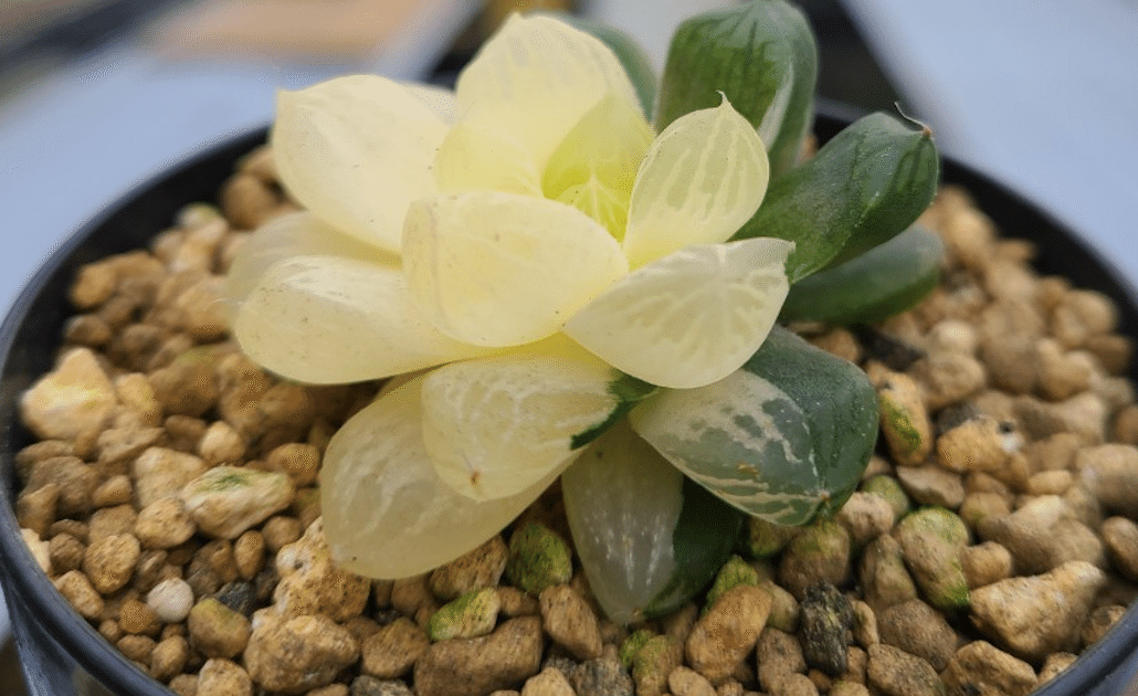 ◇多肉植物/ハオルチア ☆雨花オブツーサ錦 ☆子株付 ハオルチア