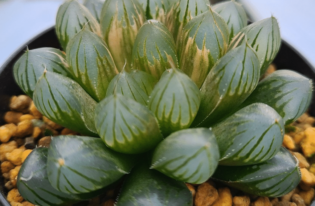 7J ハオルチア 多肉植物 老川オブツーサ錦糊斑 自家繁殖 【公式通販】