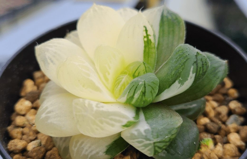 ハオルチア・オブツーサ特集編：「実はとっても奥深い」魅力や特徴をご