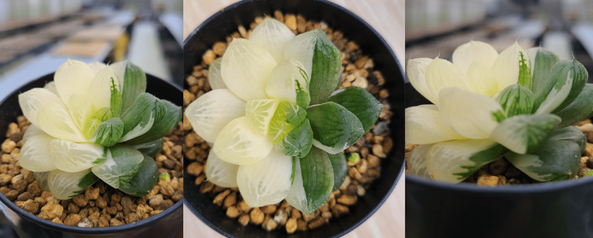 3g ハオルチア 多肉植物 夜想の森糊斑 自家繁殖 【公式通販】