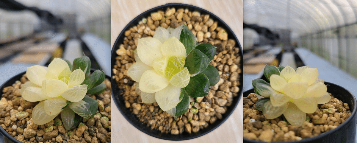 黄鶴　ハオルチア　オブツーサ錦　多肉植物 多肉植物 ハオルチア オブツーサ錦 桜水晶