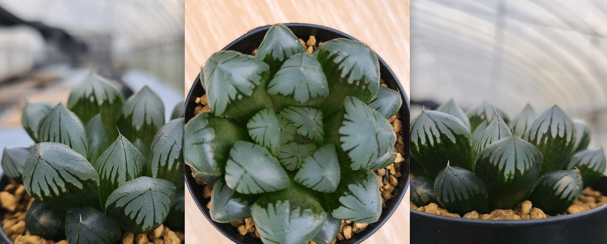 カ*メ様 【ピンク斑入りの極上個体】ハオルチア 宝石窓タイプ 群生株 多肉植物 カ*メ様 【ピンク斑入りの極上個体】ハオルチア 宝石窓タイプ