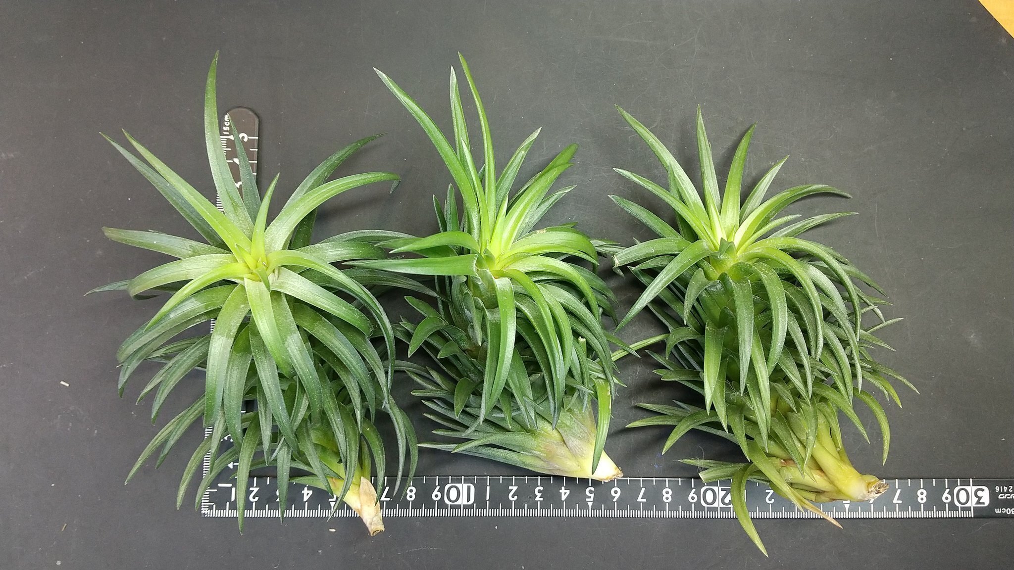 チランジア入荷リスト12/14｜NatureGarden🌿神田