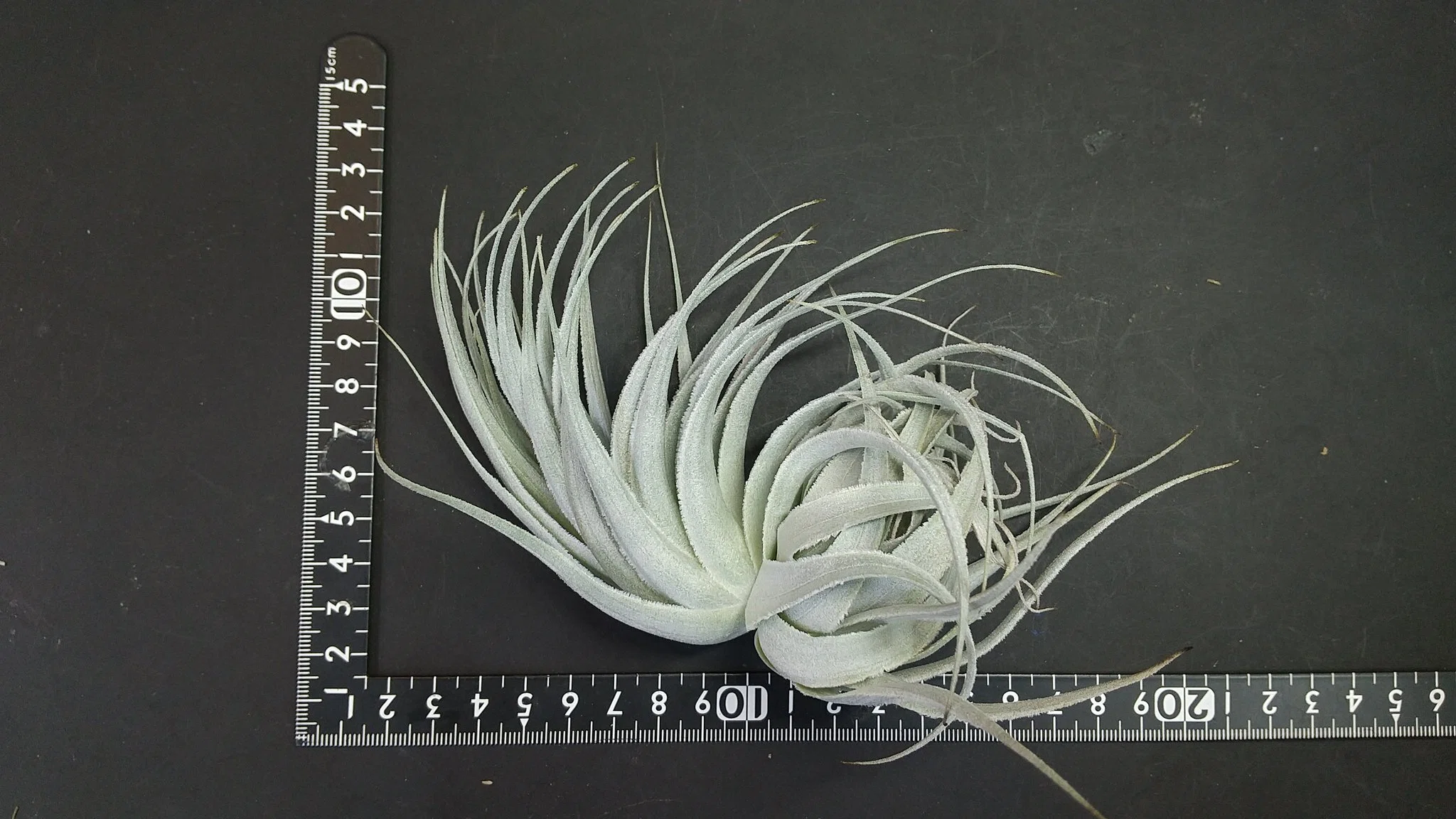 チランジア入荷リスト12/14｜NatureGarden🌿神田