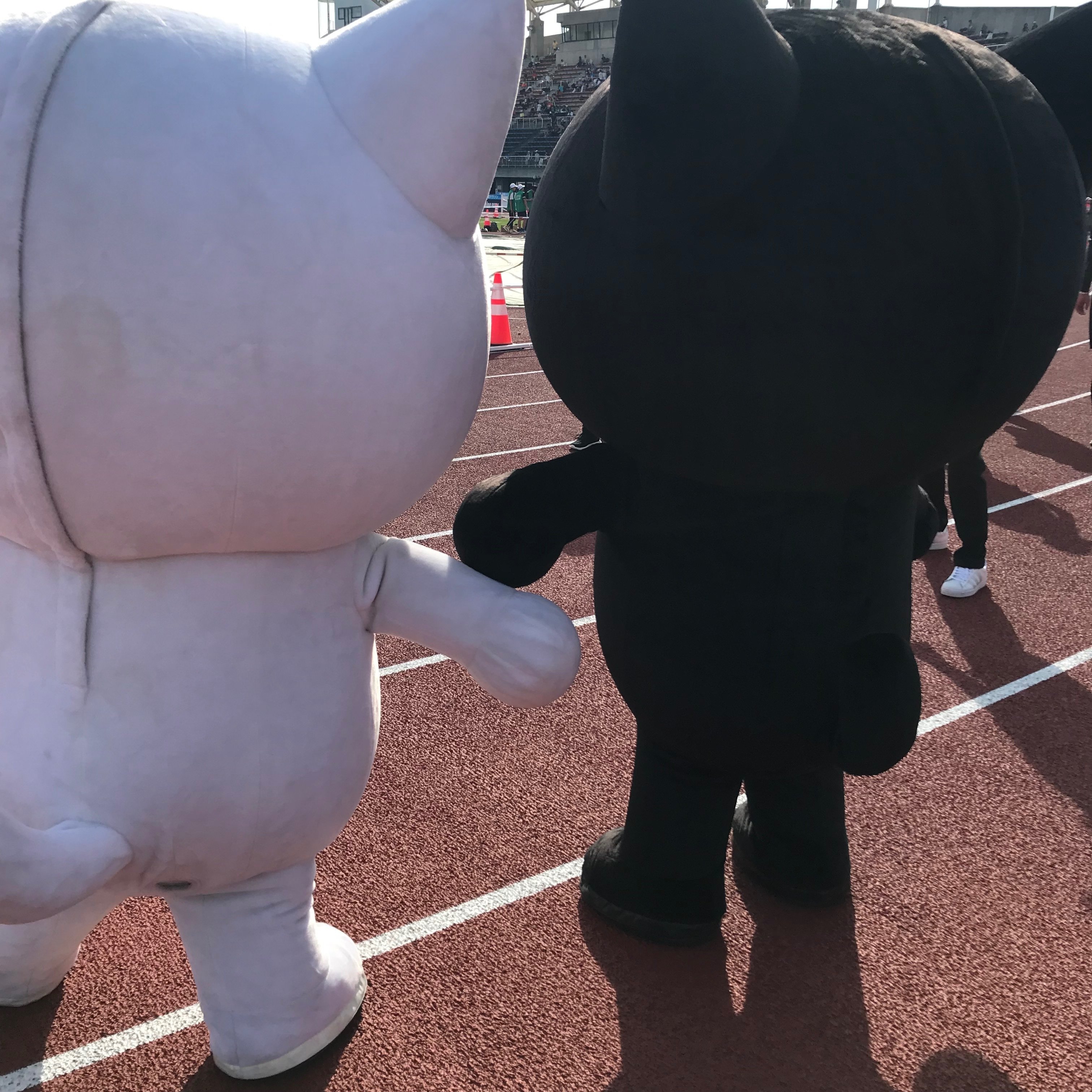 黒猫白猫論🐈｜しかのじょう