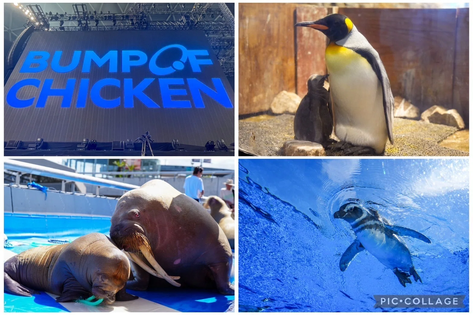 2024年の水族館訪問まとめ｜haru