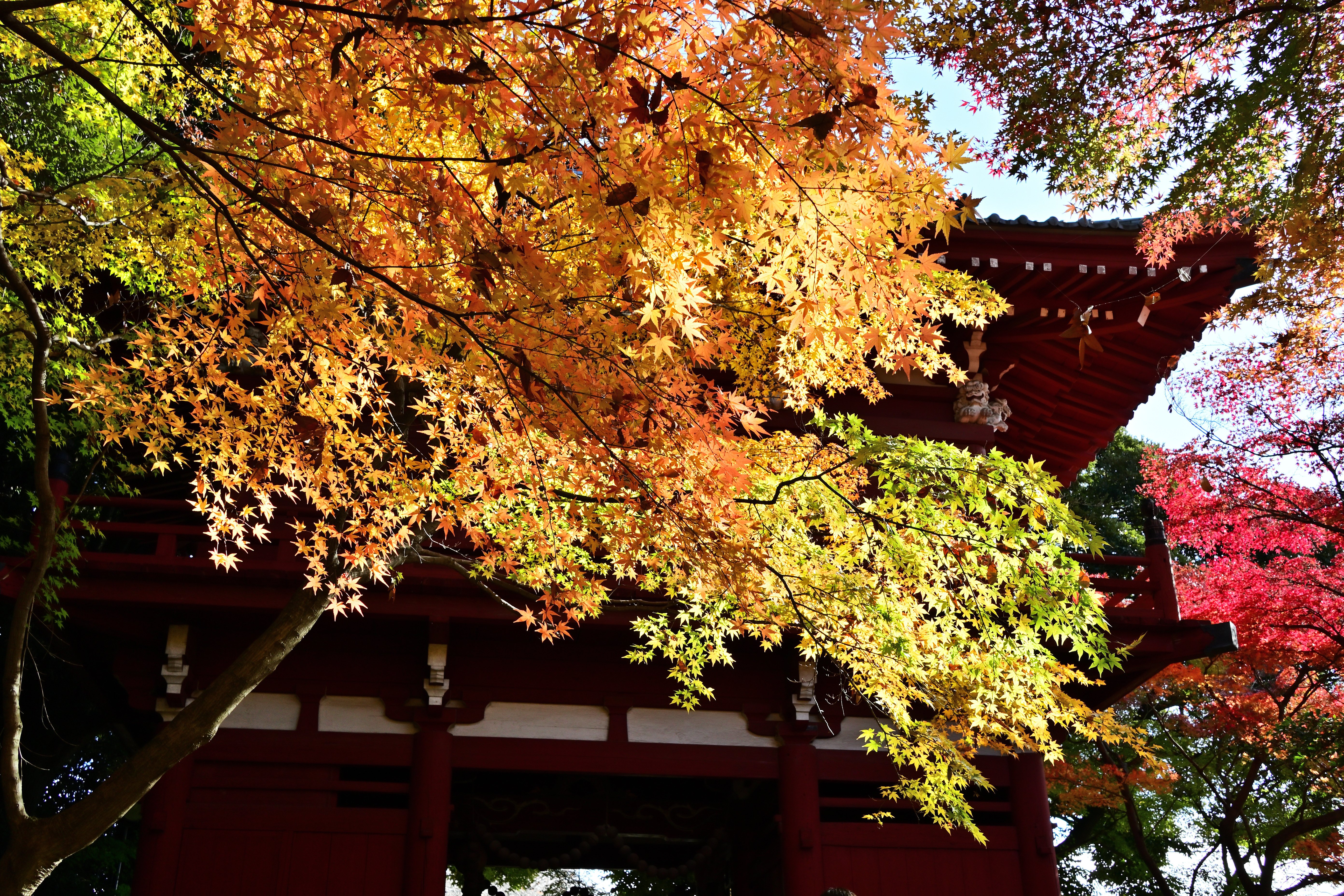 Nikon Z fc】単焦点レンズで撮る本土寺の紅葉【DX 24mm f/1.7