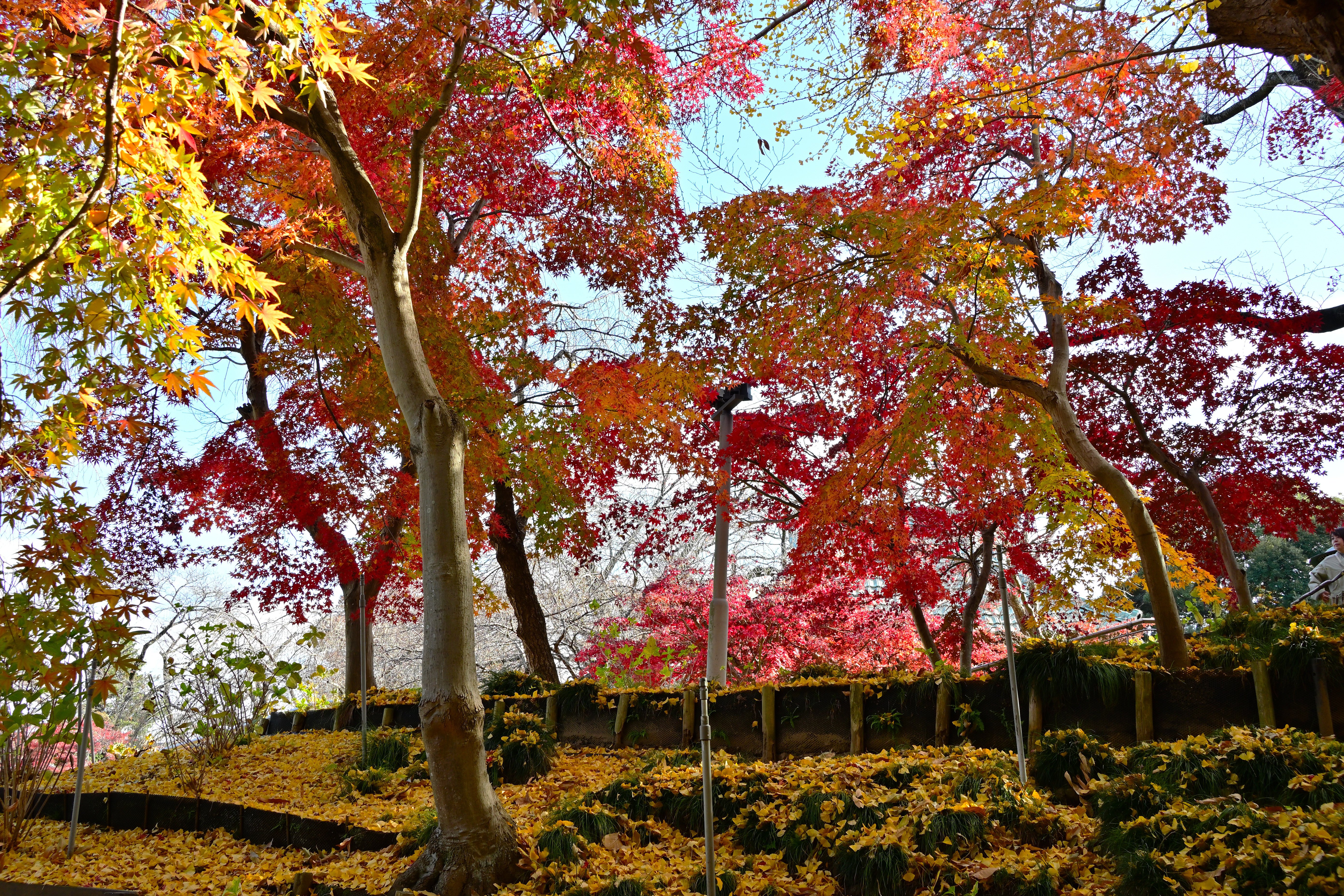 Nikon Z fc】単焦点レンズで撮る本土寺の紅葉【DX 24mm f/1.7