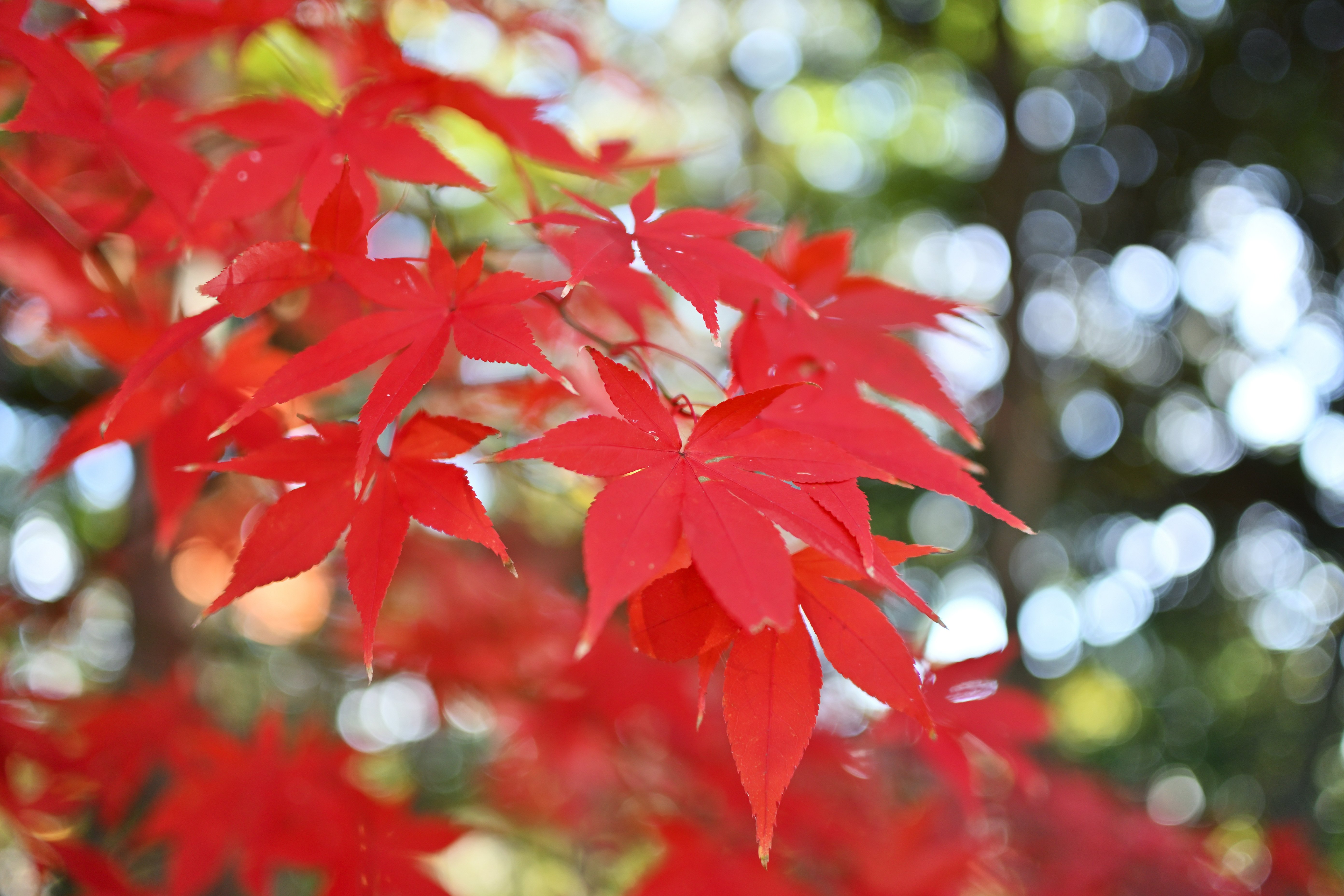 ✨❤️簡単に背景ボケ写真単焦点レンズ20mm F1.7 ❤️✨ Nikon Z fc】単焦点レンズで撮る本土寺の紅葉【DX 24mm f/1.7