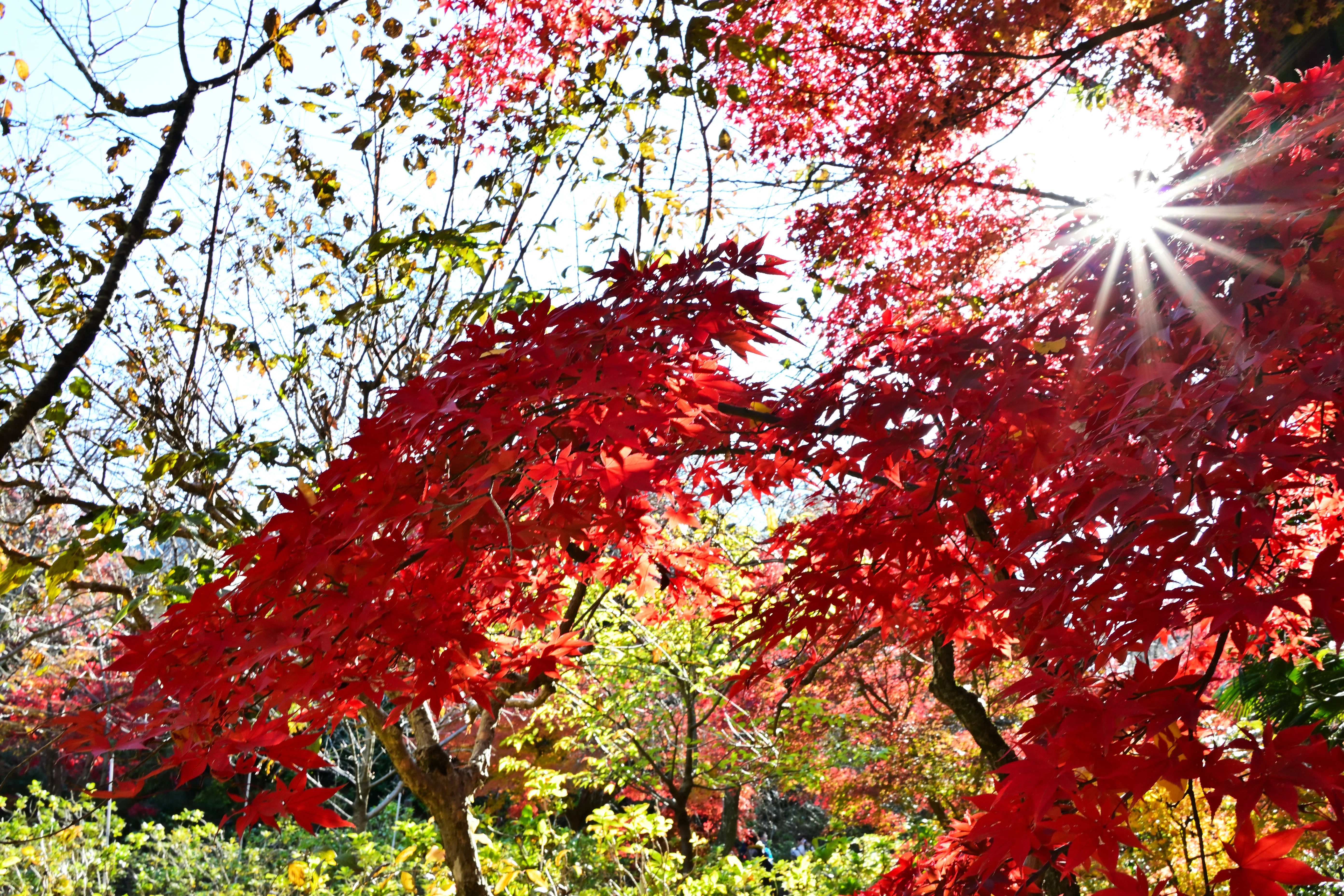 Nikon Z fc】単焦点レンズで撮る本土寺の紅葉【DX 24mm f/1.7】｜Mits