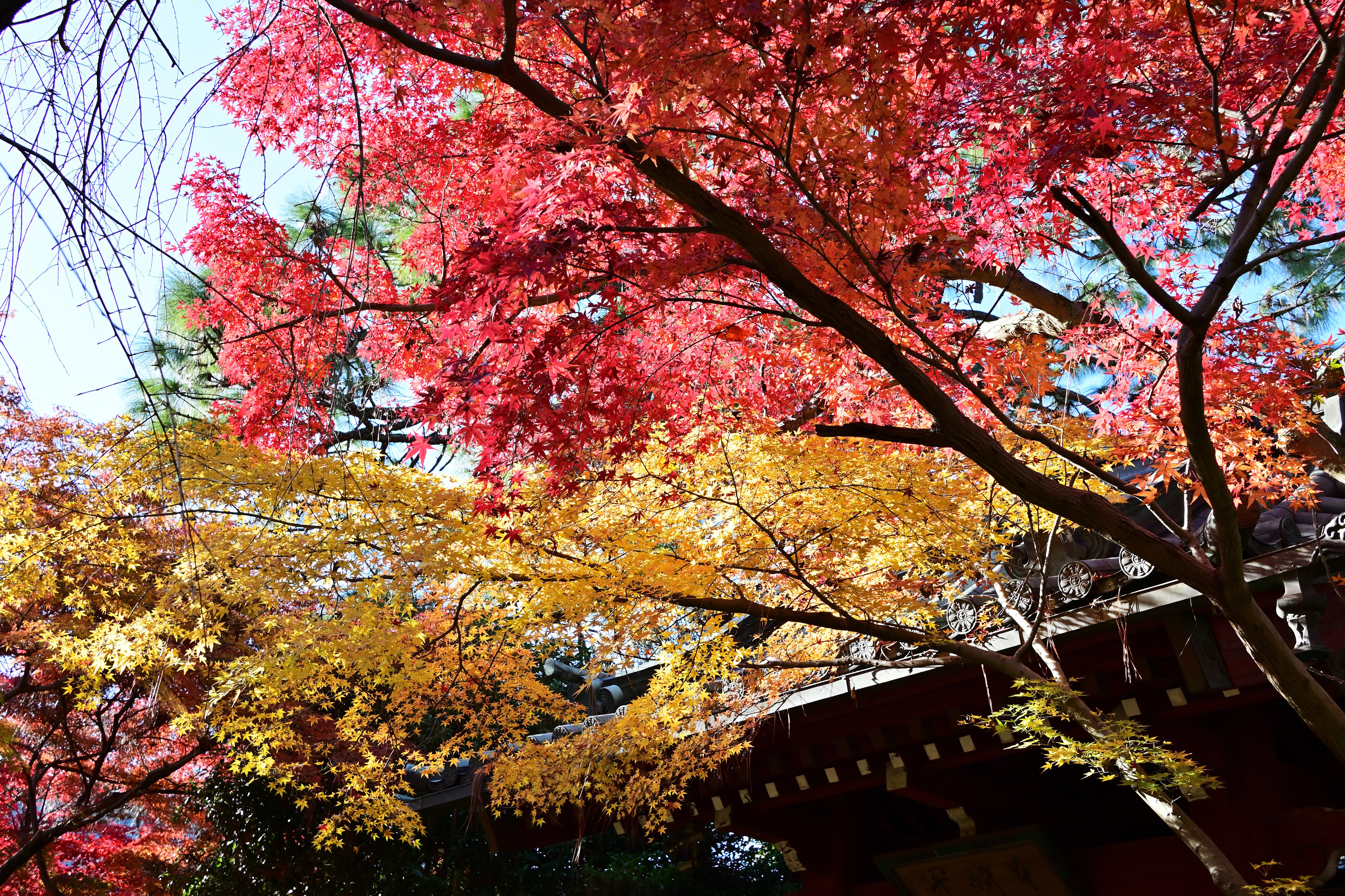 Nikon Z fc】単焦点レンズで撮る本土寺の紅葉【DX 24mm f/1.7