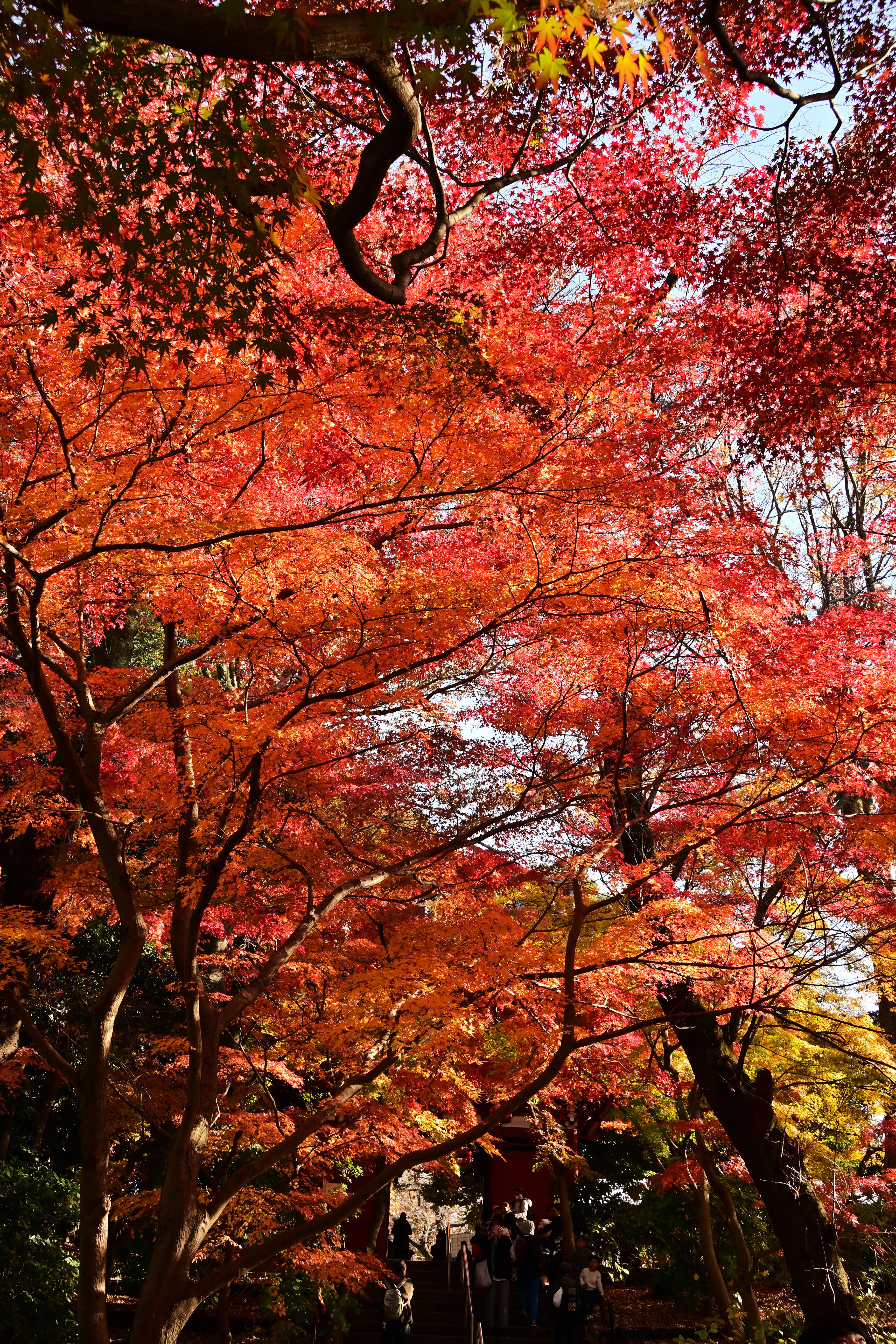 レンズ(単焦点) noix 単焦点レンズの魅力！ Z40mm F2 | よっさんのカメラブログ