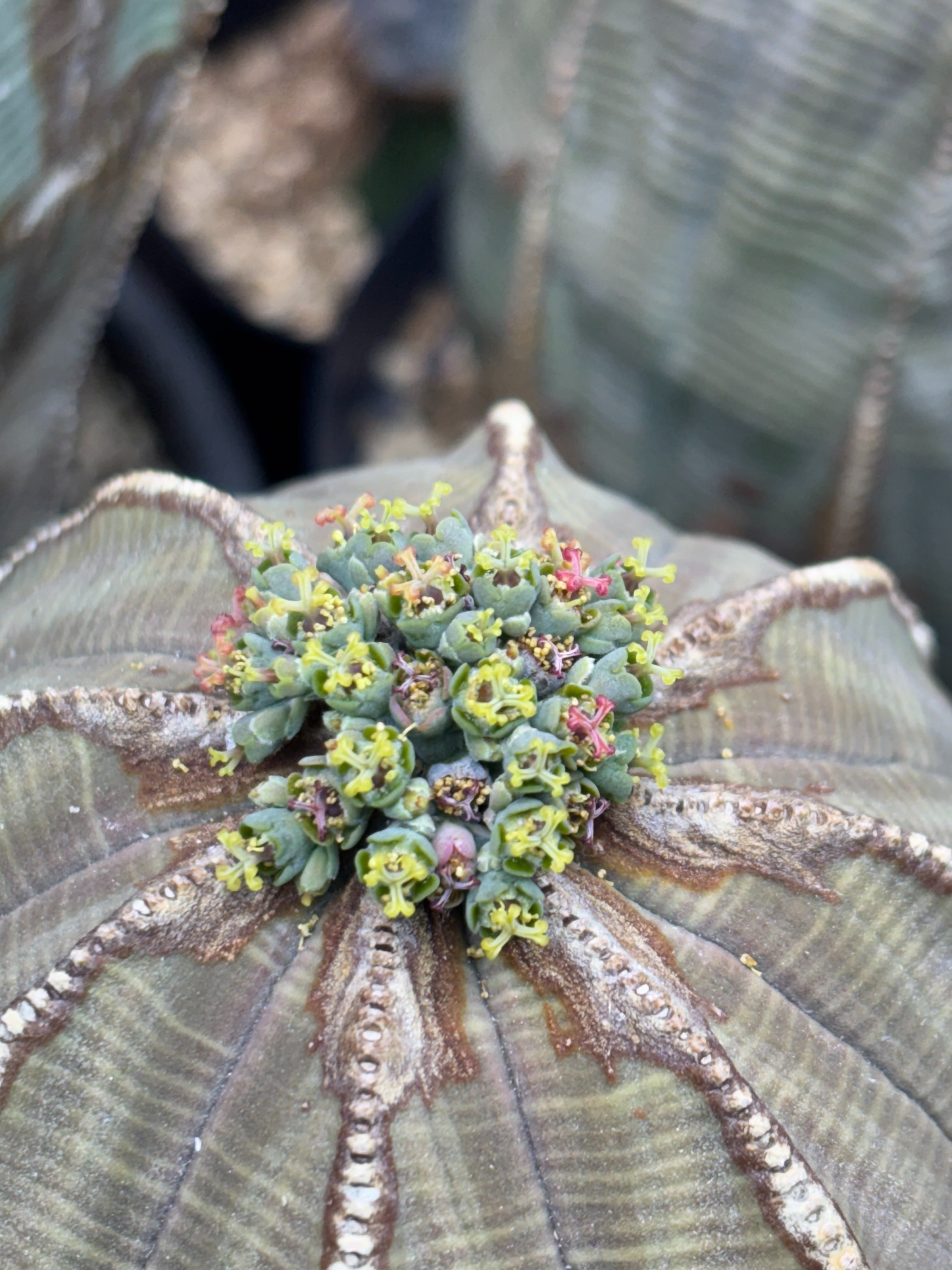 専門店で教わったこと｜園芸バタフライ