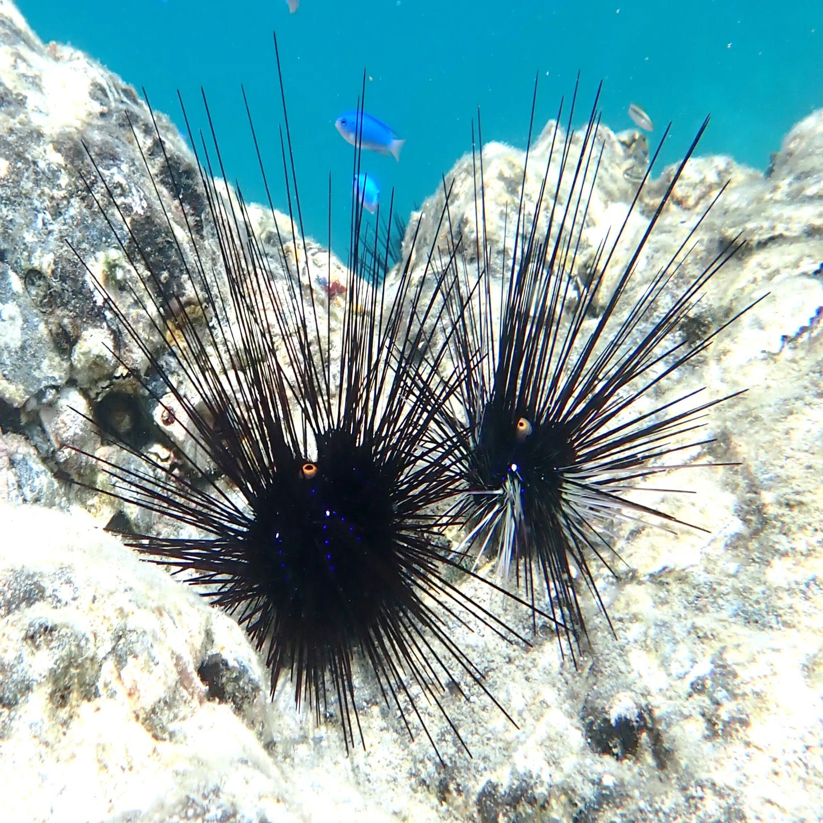 新刊『海の変な生き物が教えてくれたこと』より②ガンガゼ――厄介者の愛 
