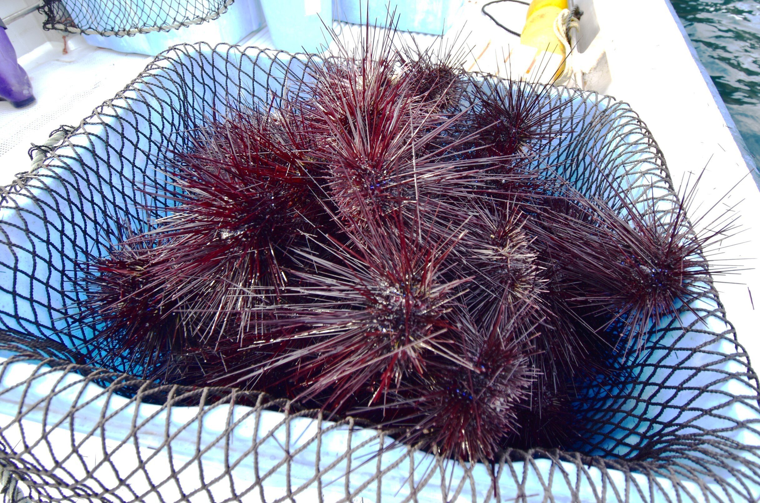 新刊『海の変な生き物が教えてくれたこと』より②ガンガゼ――厄介者の愛