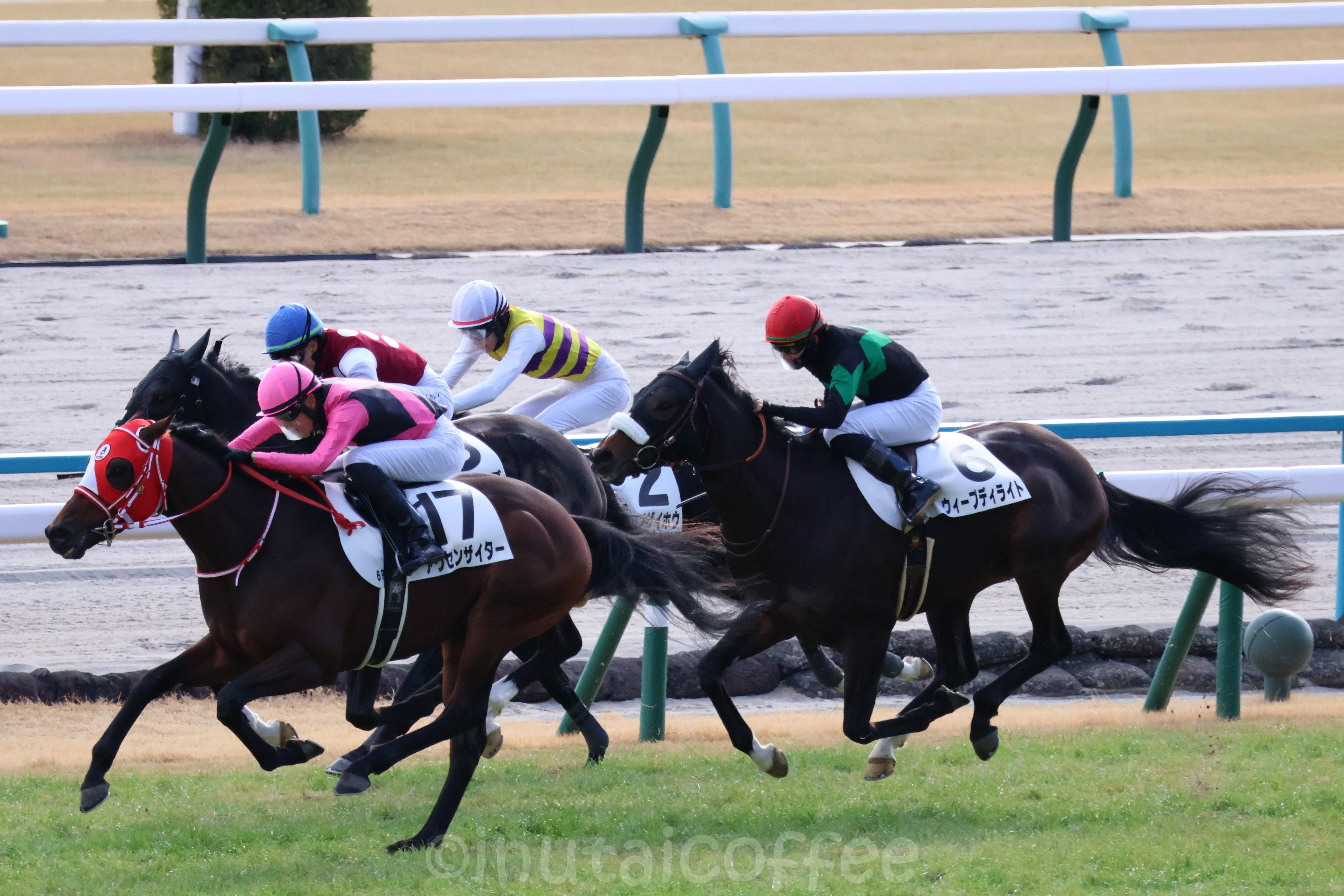 カメラ初心者が1年間をふりかえる｜いぬたい