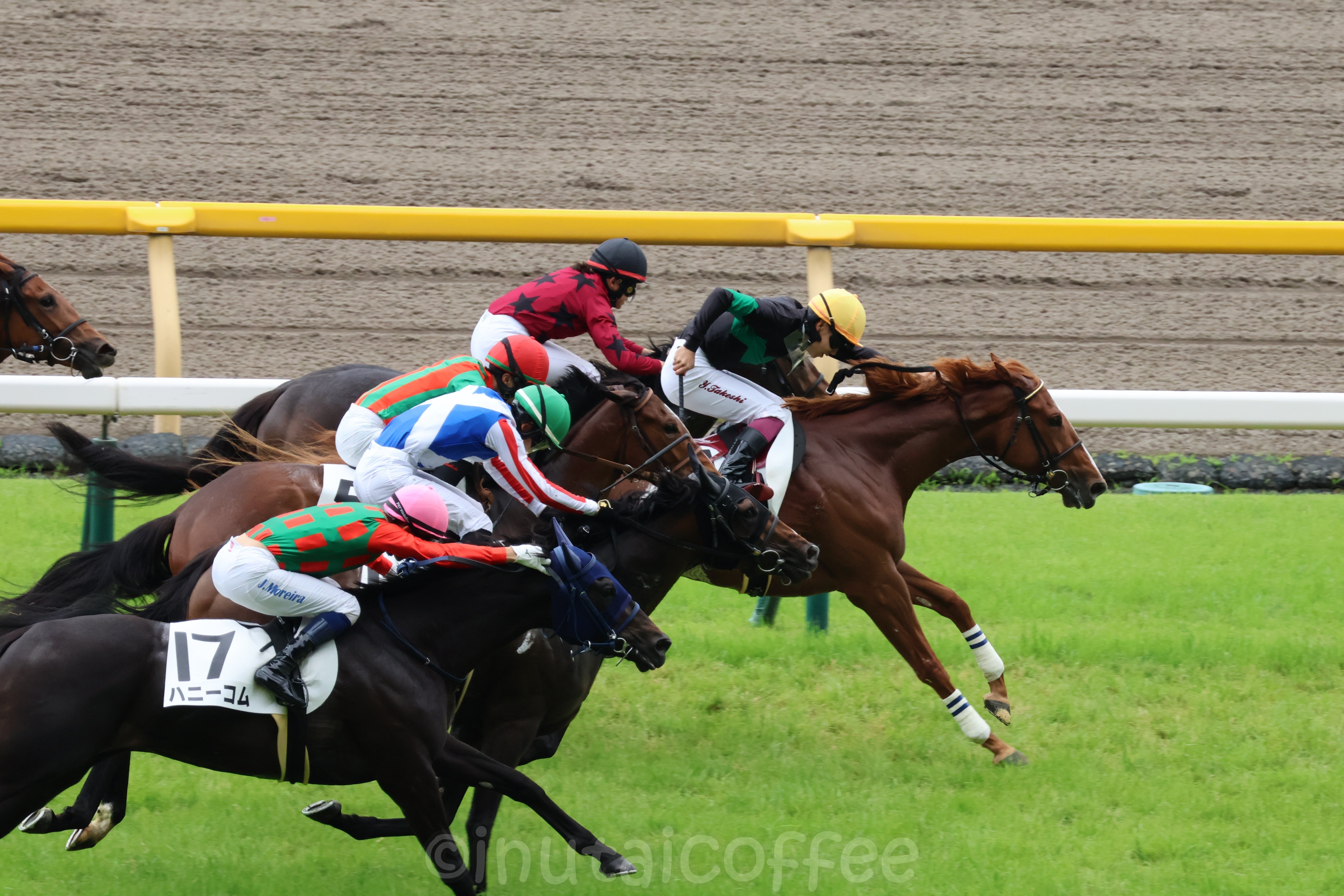 カメラ初心者が1年間をふりかえる｜いぬたい