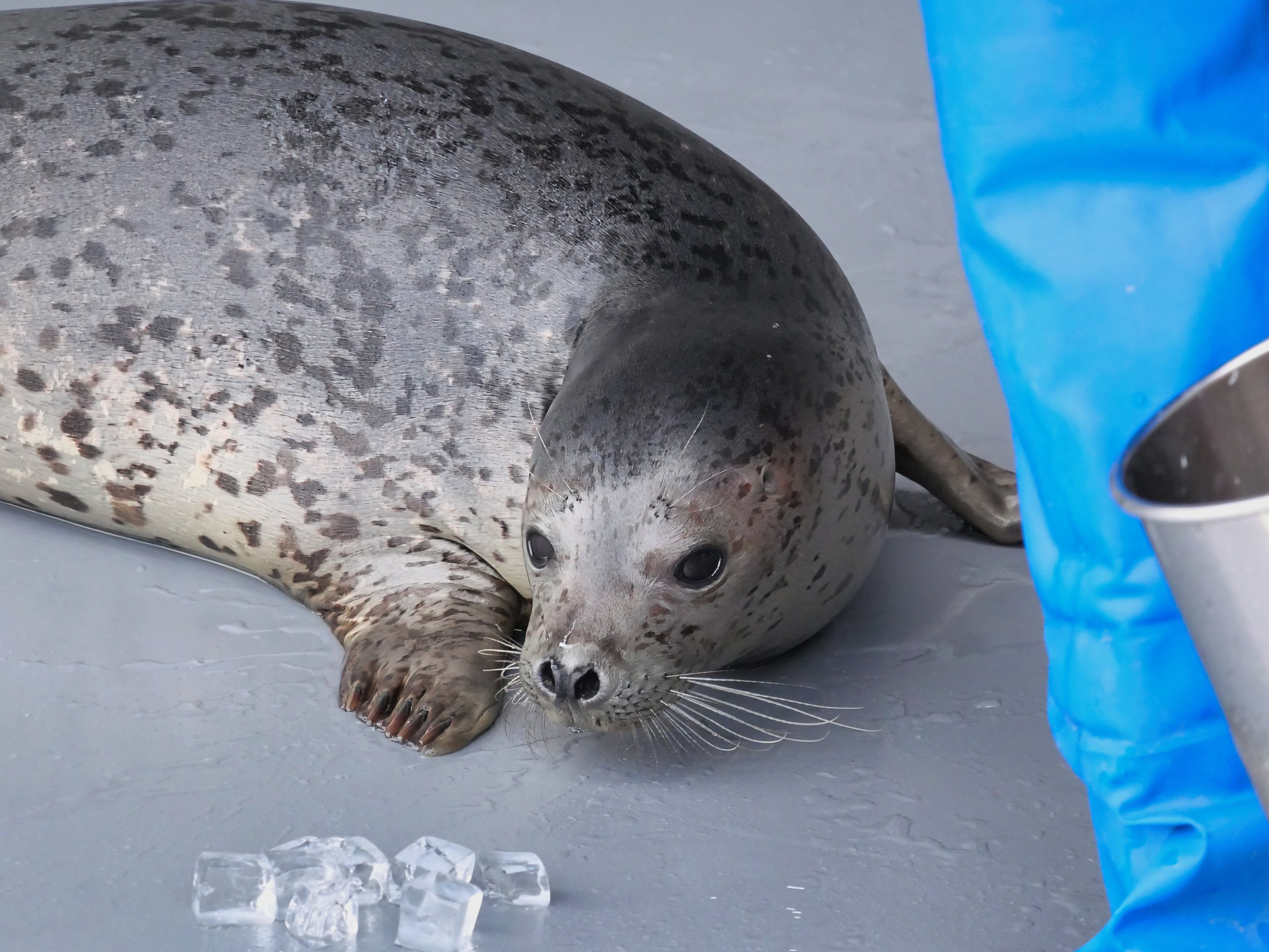 アザラシ 2024年のアザ活で印象的だった子たちを紹介したい｜ベッチ