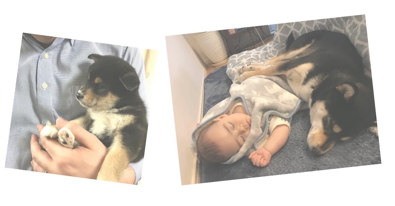 メル愛犬溺愛者プロフ必読@断捨離中ページ 愛犬の死を経験した2024年｜リエゾン（みうらりえ）