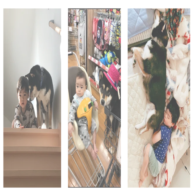 愛犬の死を経験した2024年｜リエゾン（みうらりえ）