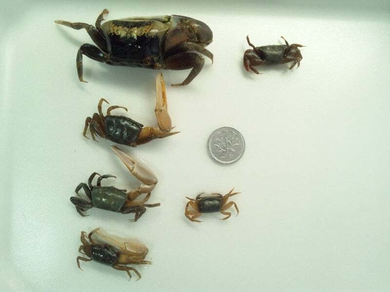 オシドリ剥製 シオマネキの剥製作りに挑戦してみた｜魚道部！/ 剥製師 力石眞弘