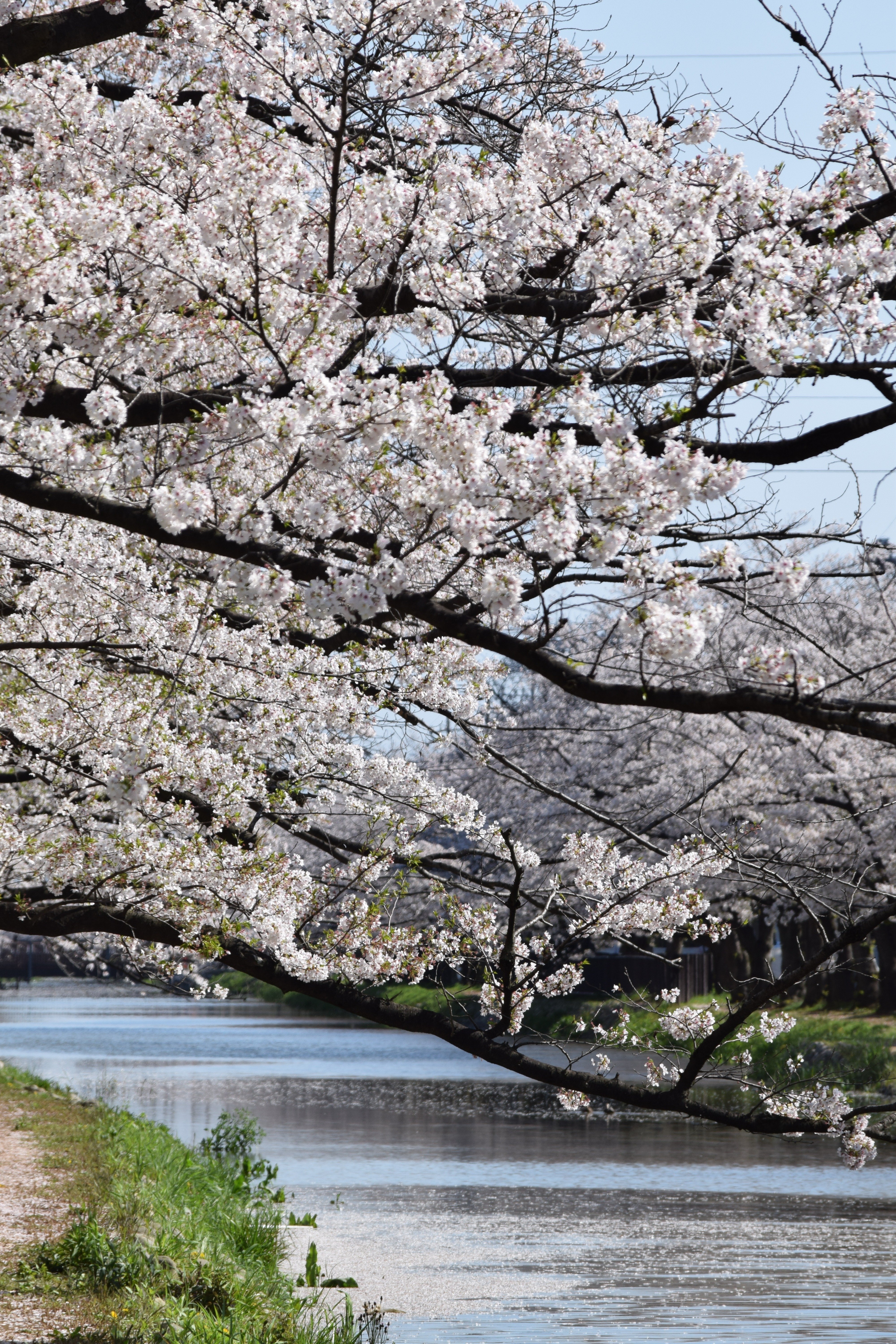 2024年に撮影した写真まとめ｜武田花梨