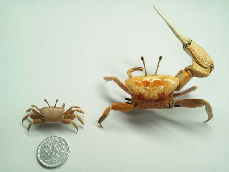 オシドリ剥製 シオマネキの剥製作りに挑戦してみた｜魚道部！/ 剥製師 力石眞弘