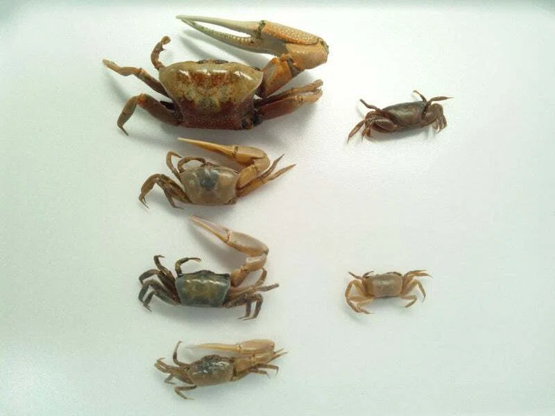 シオマネキの剥製作りに挑戦してみた｜魚道部！/ 剥製師 力石眞弘
