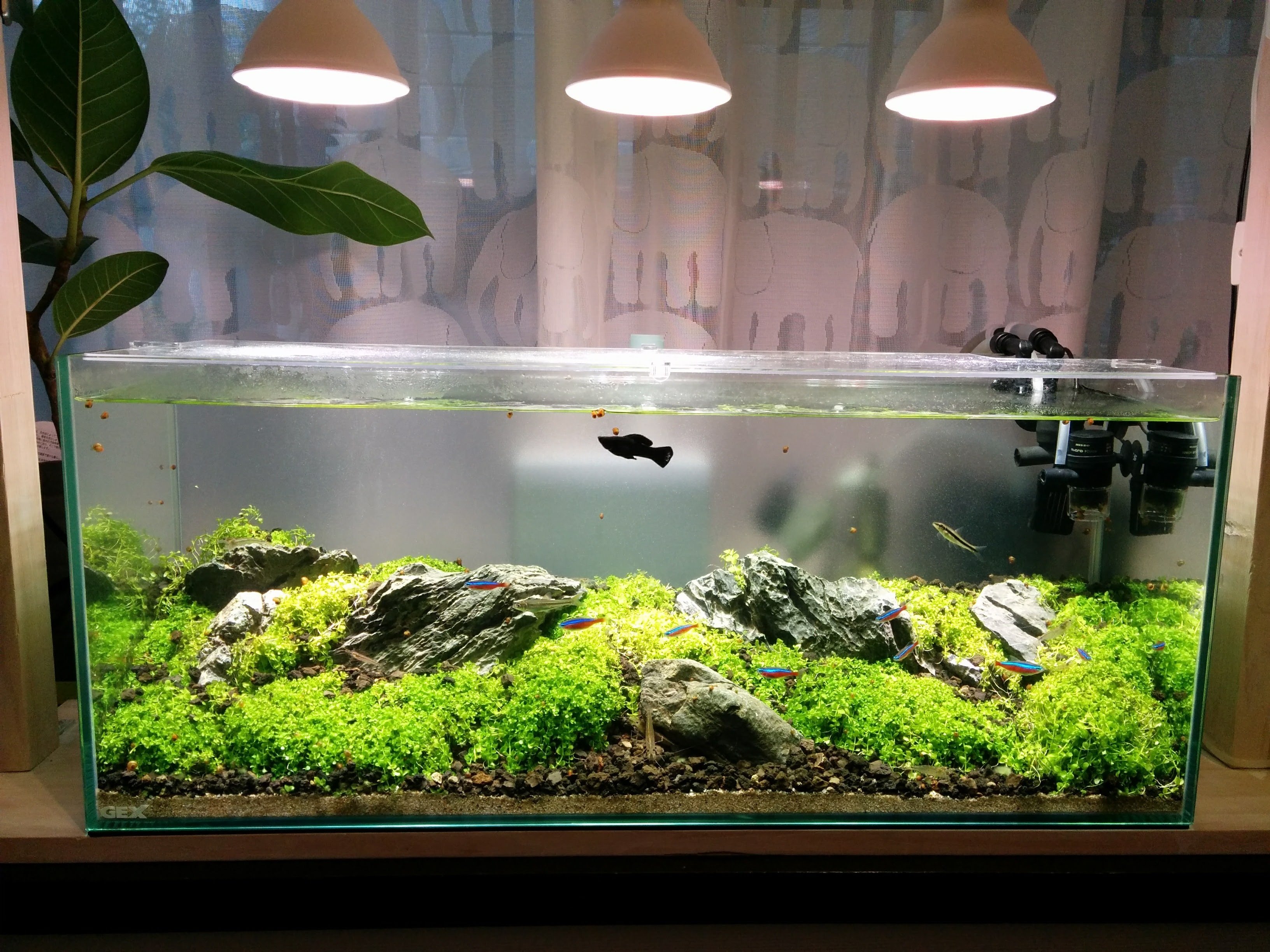 dショッピング |（水草）水草の草原レイアウトセット 90cm