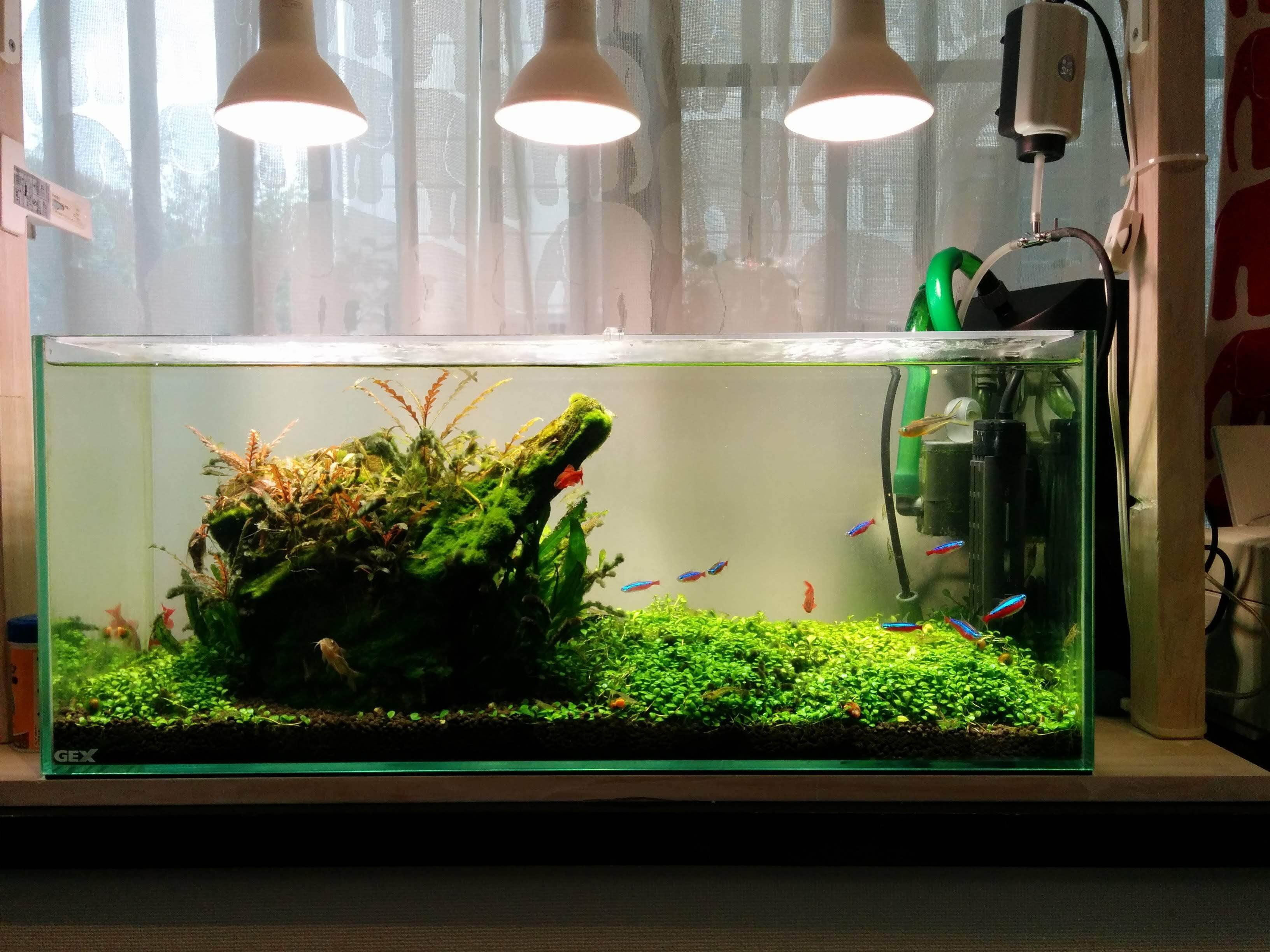 水草水槽、レイアウトの変遷｜POYO