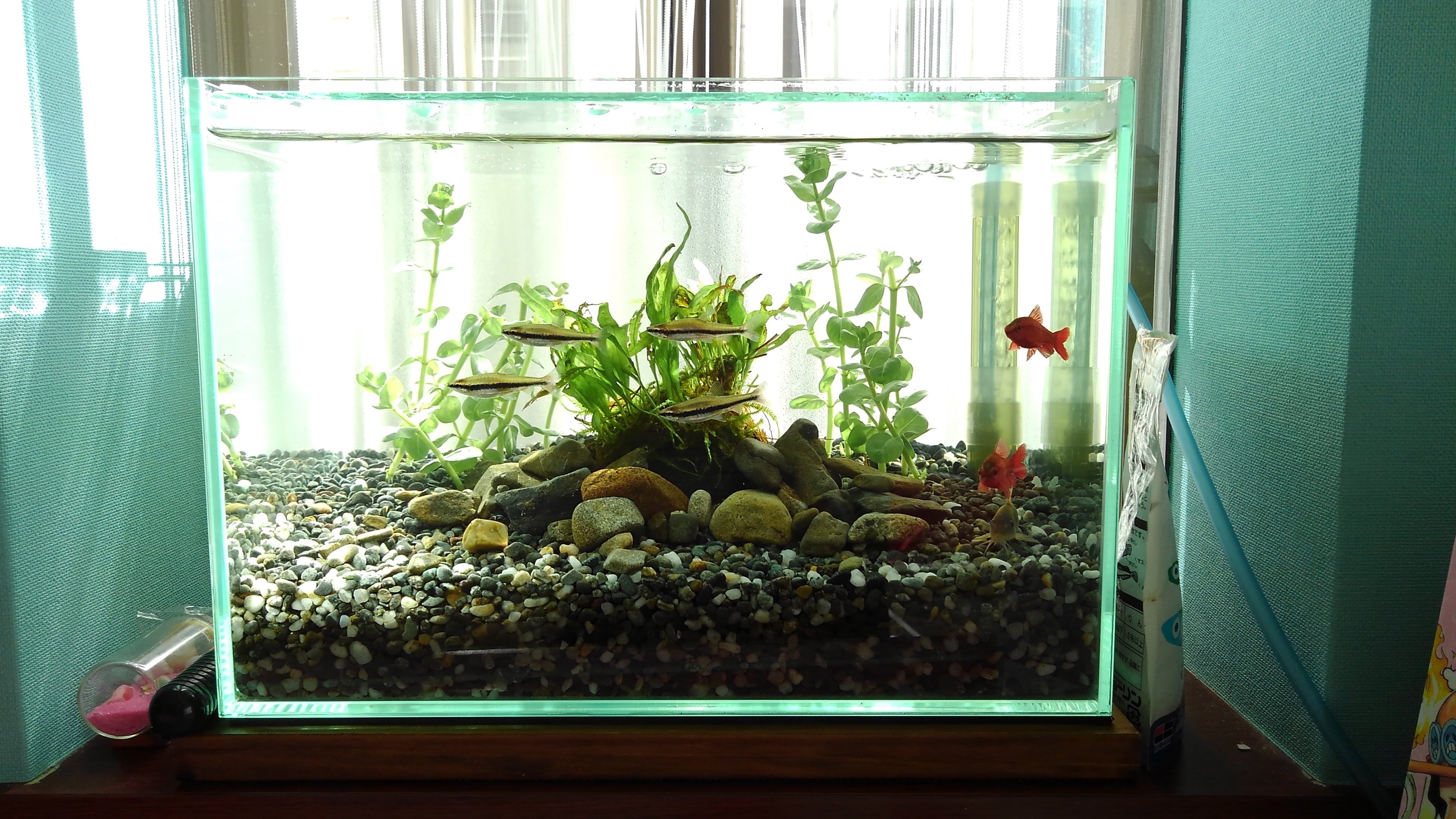 水草レイアウト育成済ガラス水槽 水草レイアウト育成済ガラス水槽