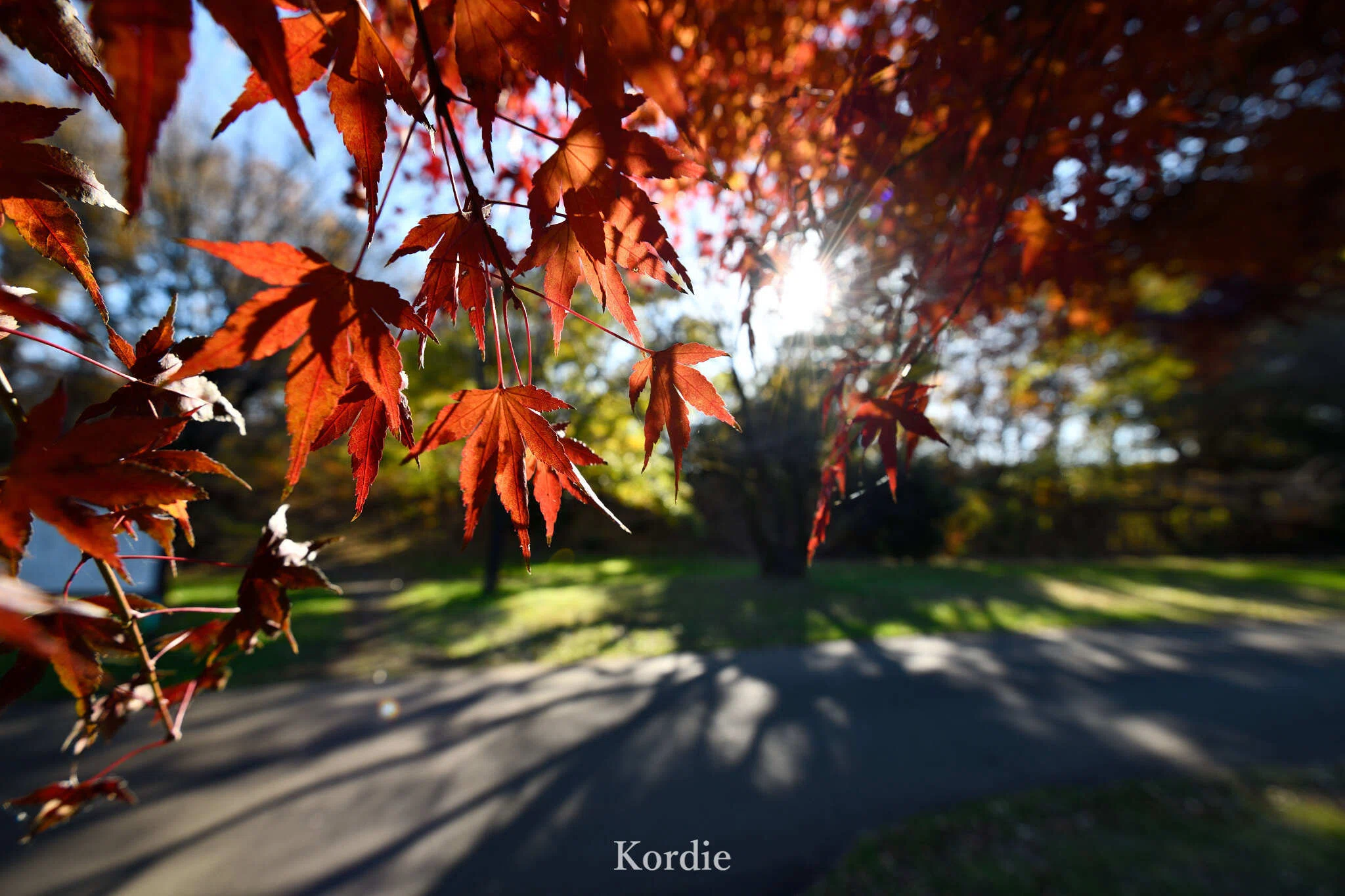 現像 #33】 超広角域・広角域は「寄る・見上げる」で画面整理する｜Kordie