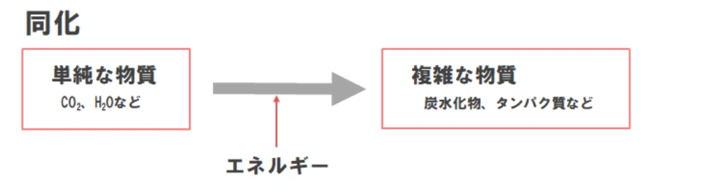 【高校生物基礎】細菌の炭酸同化と窒素同化|ノリコ
