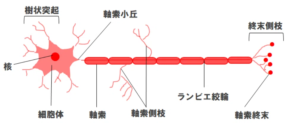 【高校生物基礎】ヒトの神経系|ノリコ