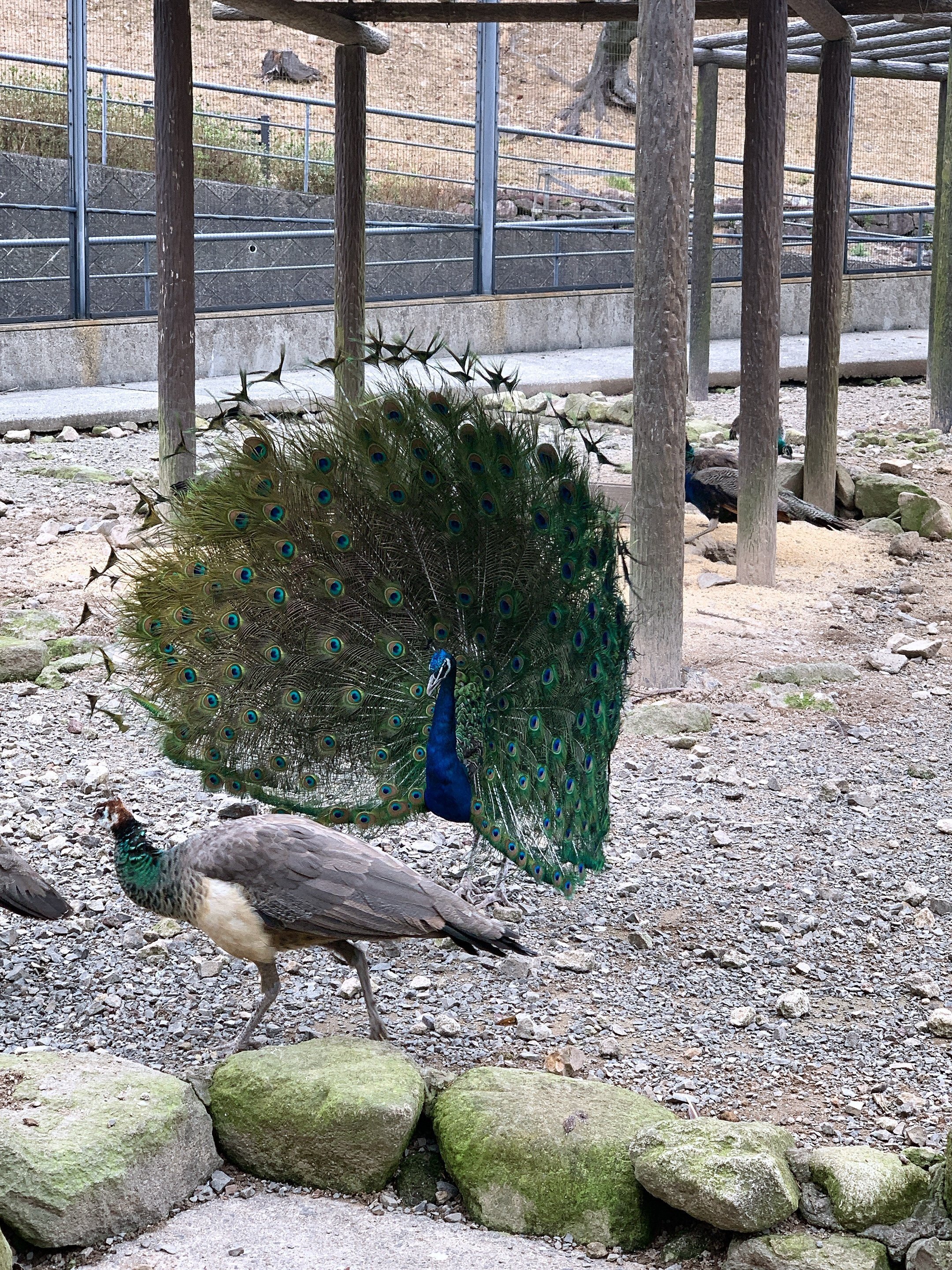 孔雀 14連 土台 リクウ 檜彫り 孔雀明王 孫顕秋 作 ー 三宝堂オンラインショップ