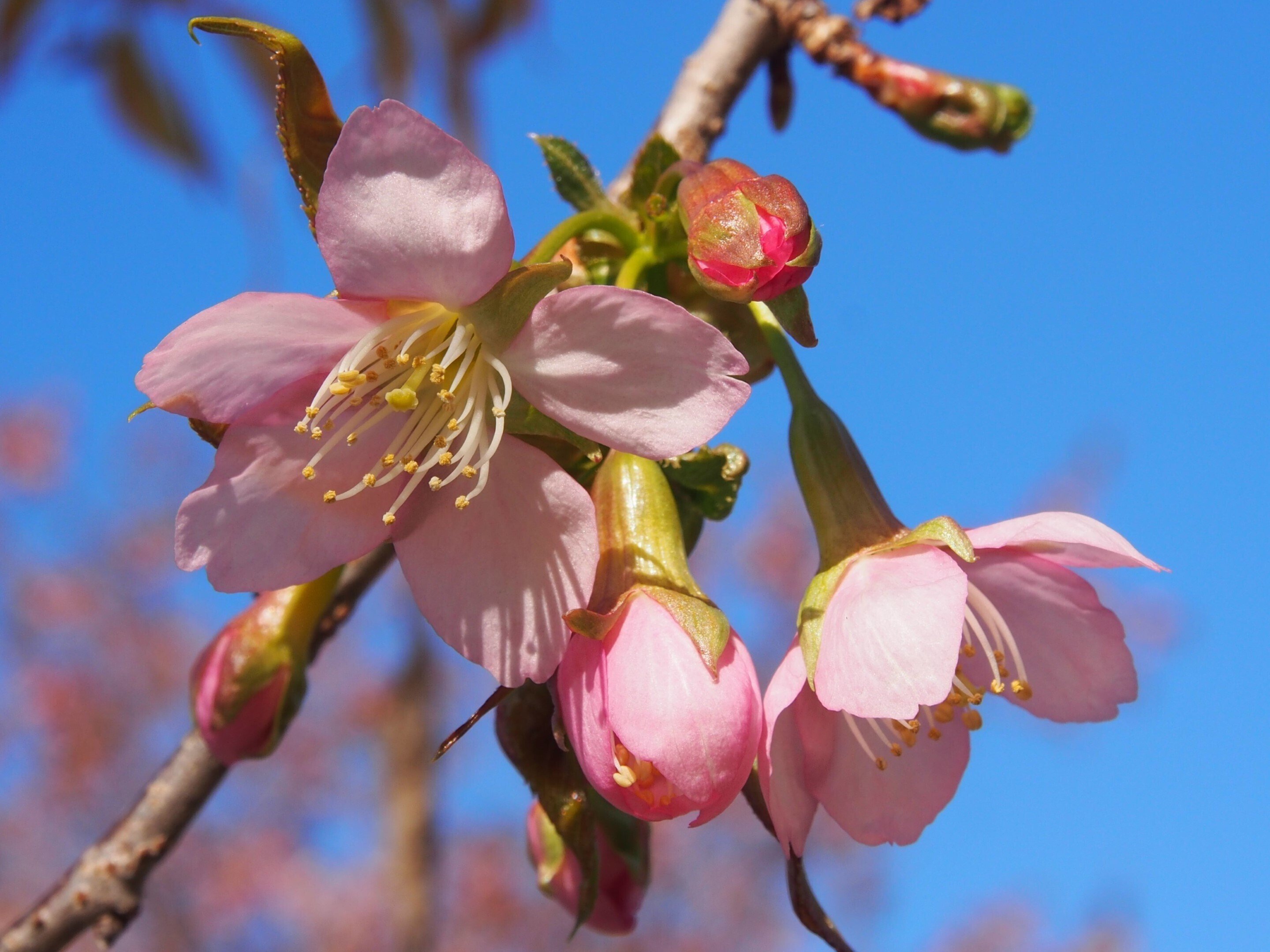 宝塚市 山本新池公園2024年12月29日【ヒマラヤザクラ】｜レタス