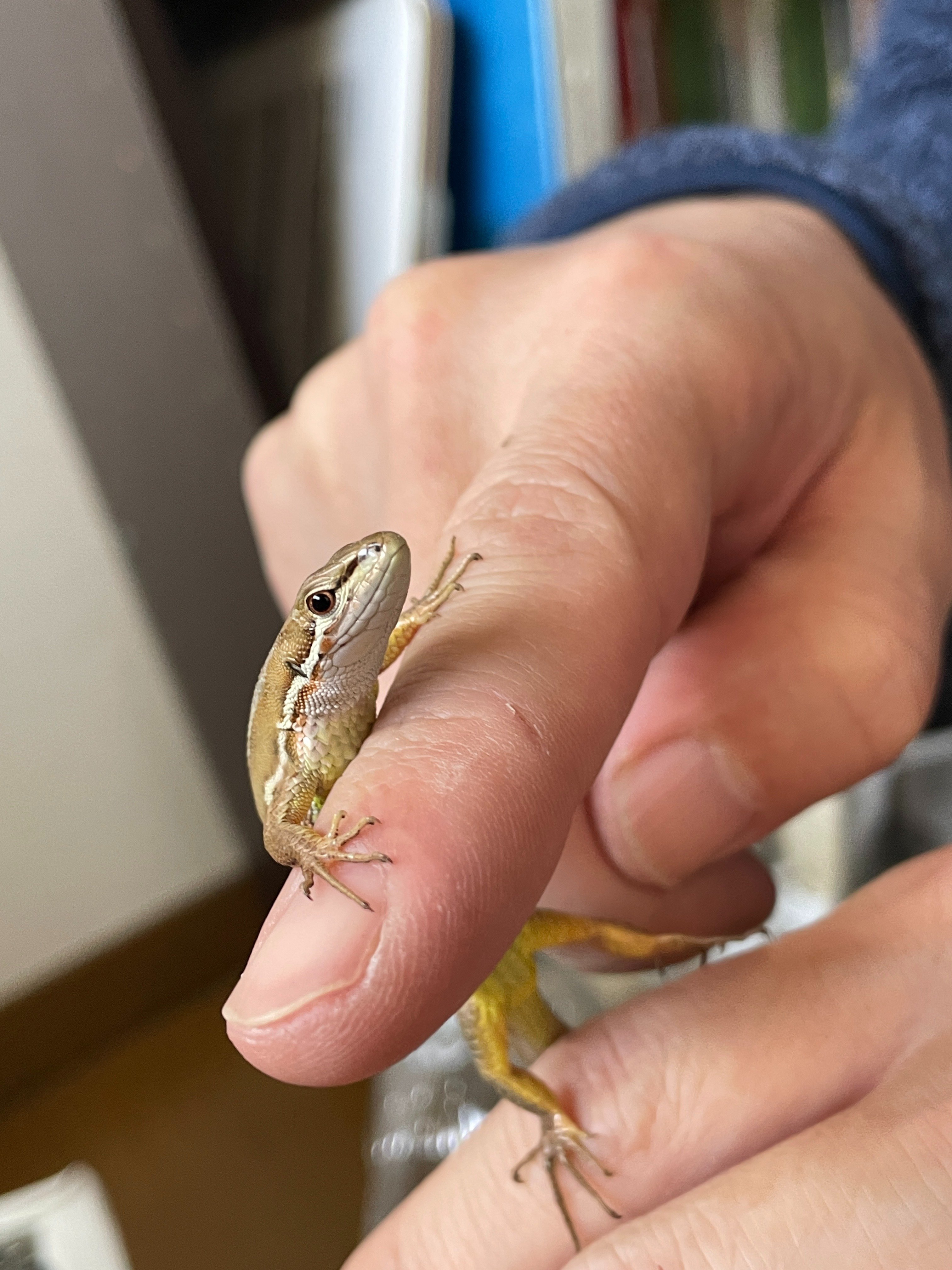 巳年ということもあり、うちの可愛いヘビを紹介します｜フォレスト出版