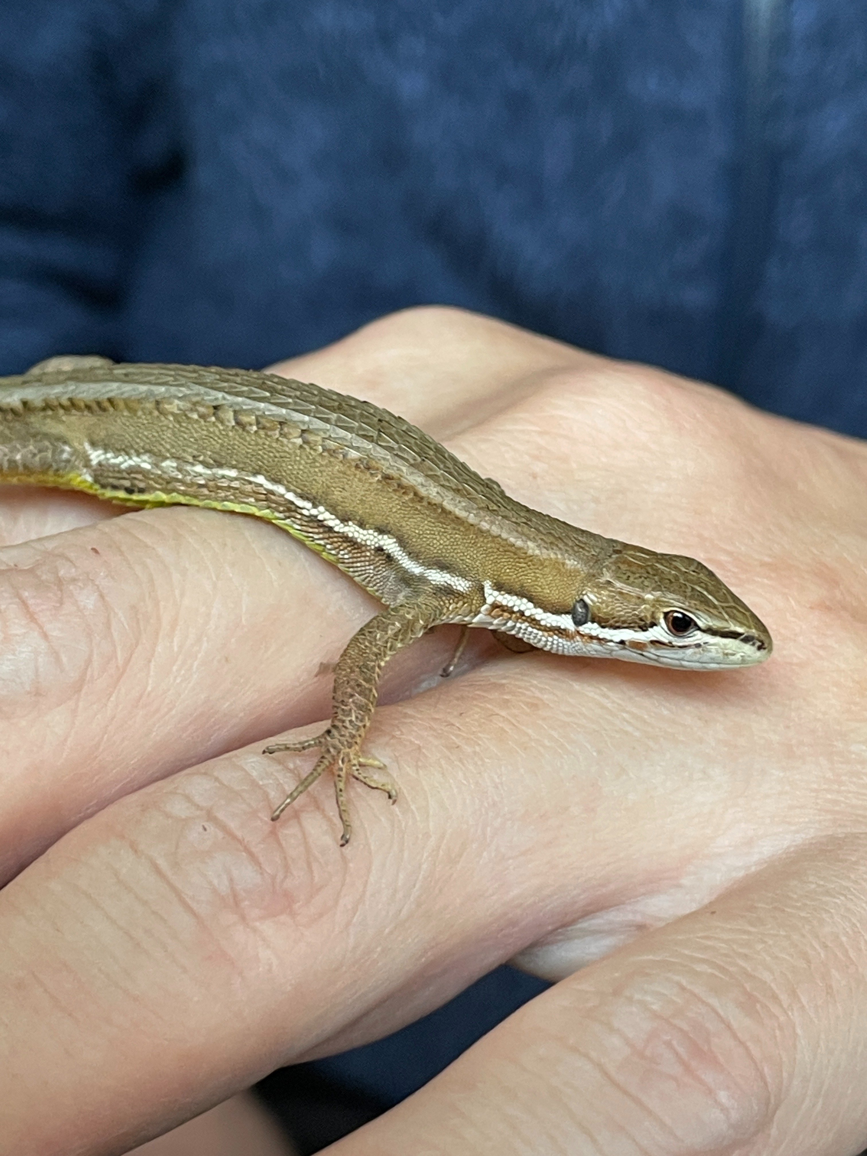 巳年ということもあり、うちの可愛いヘビを紹介します｜フォレスト出版