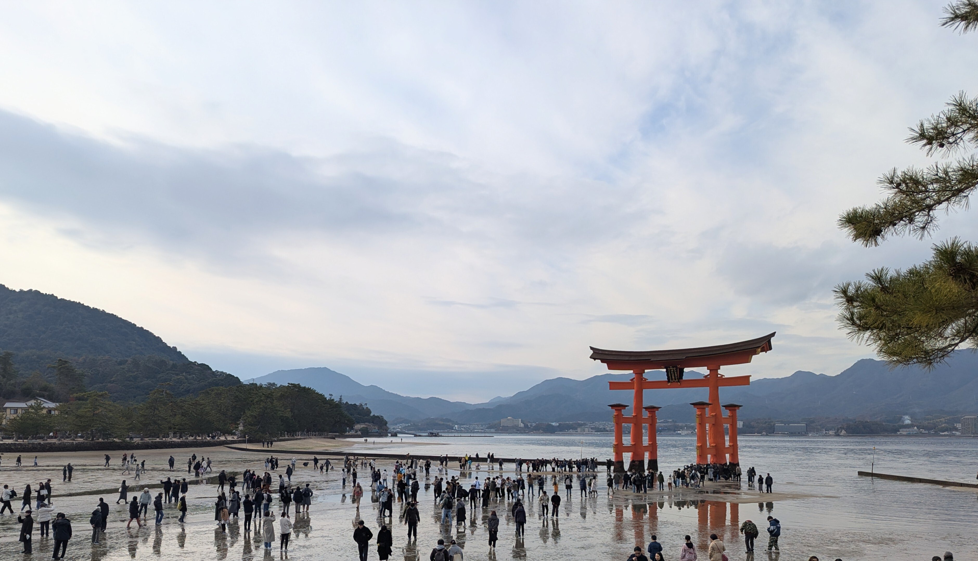 久しぶりの厳島神社 ⛩️2024｜しろくまん🌙*