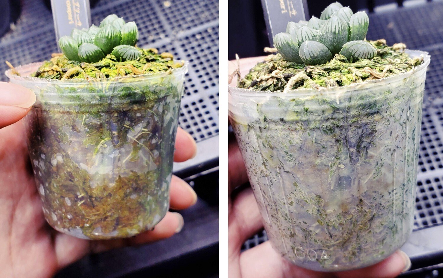 ハオルチア　皇帝錦　超極上美株斑　発根管理中！ 多肉植物 ハオルチア 皇帝錦(発根管理中) 多肉植物：ハオルチア 皇帝*幅5.5