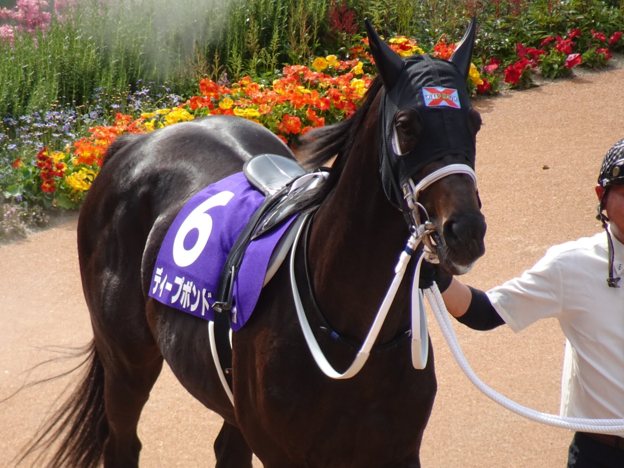 2024年に行った競馬場まとめ｜ふうあつけん