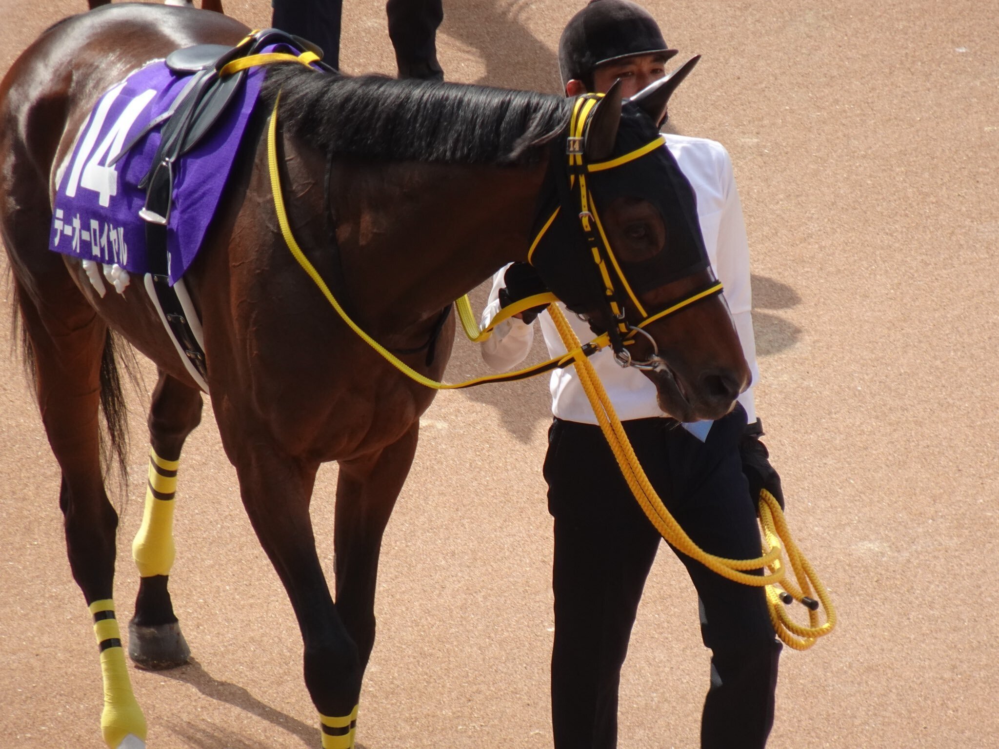 2024年に行った競馬場まとめ｜ふうあつけん
