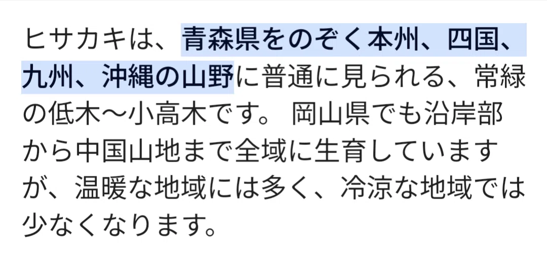 1月1日、元旦も神前の水の取り替えと『アスナロ(ヒバ)』の手入れから始まります。|福田裕