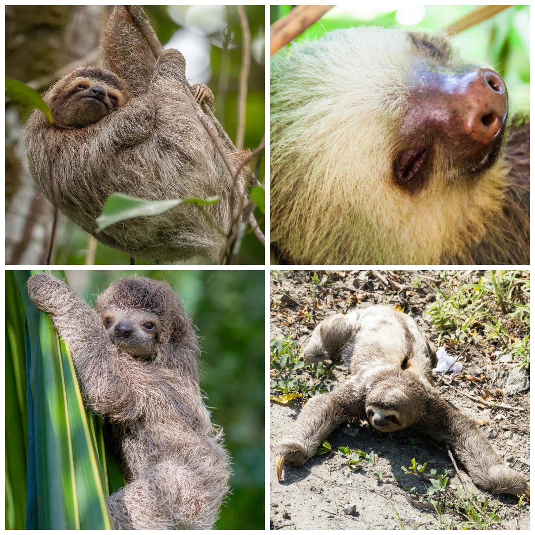ナマケモノについてちゃんと教える｜ナマケ