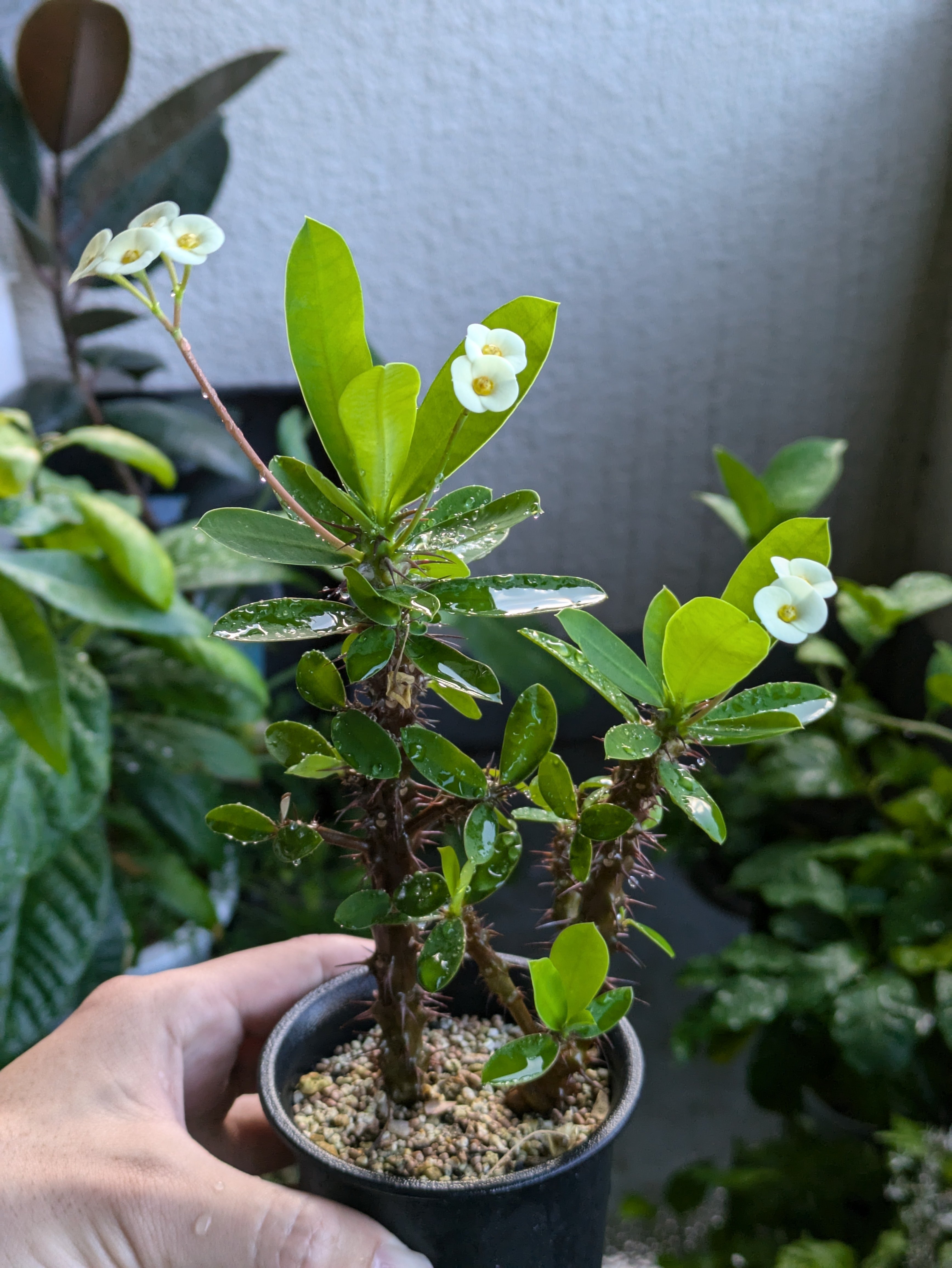 高い品質 ハナキリンはダイソーの観葉植物コーナーで見つけたら買い｜ワタナベ その他観葉植物