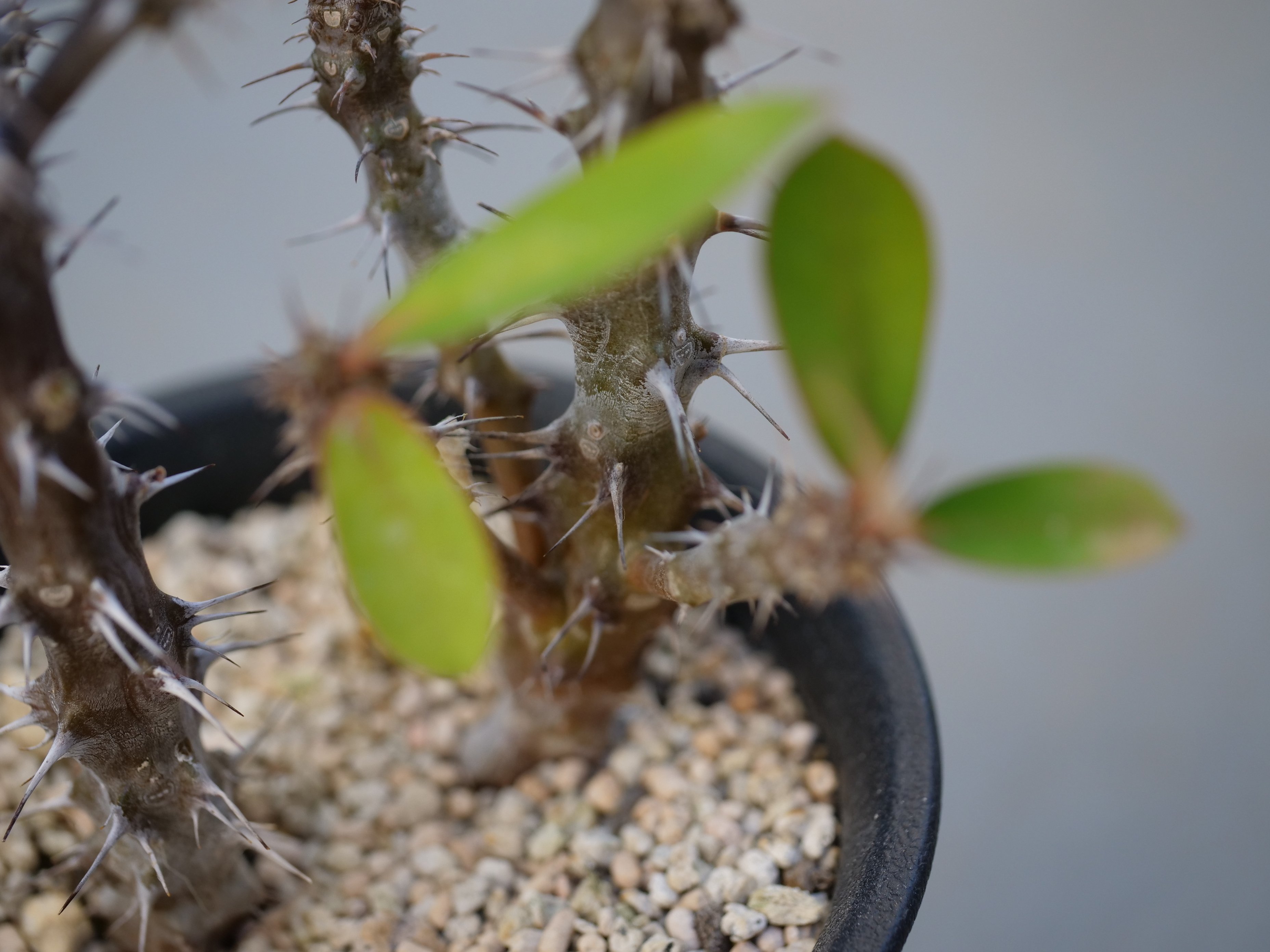 ハナキリンはダイソーの観葉植物コーナーで見つけたら買い｜ワタナベ