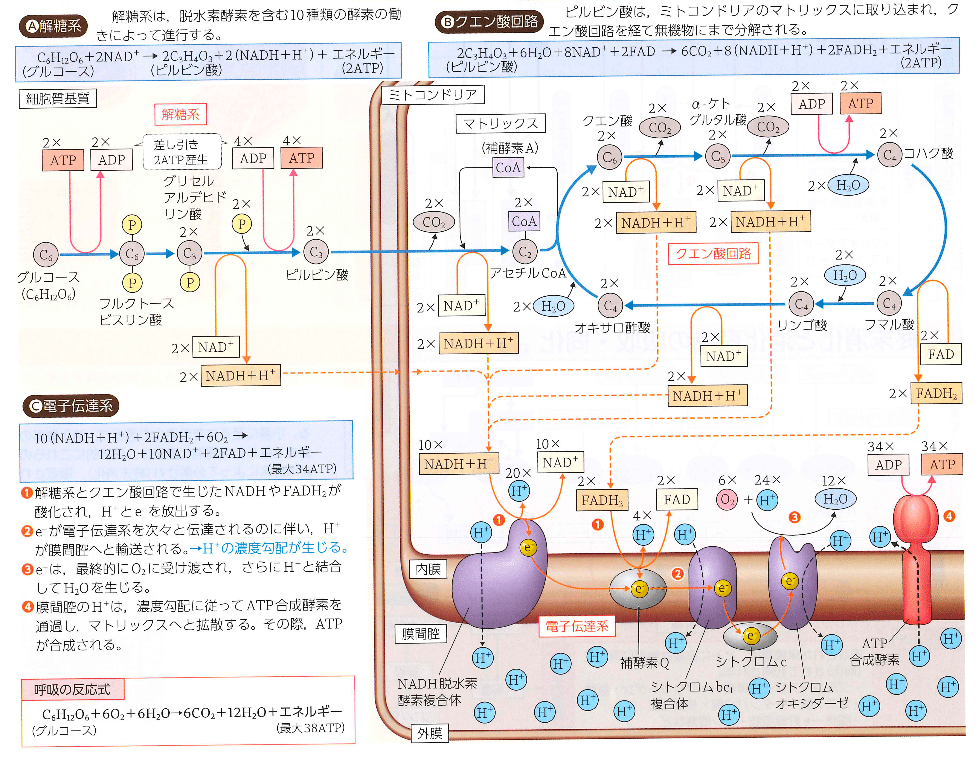 生物学を高校化学で捉える〜代謝｜西園寺