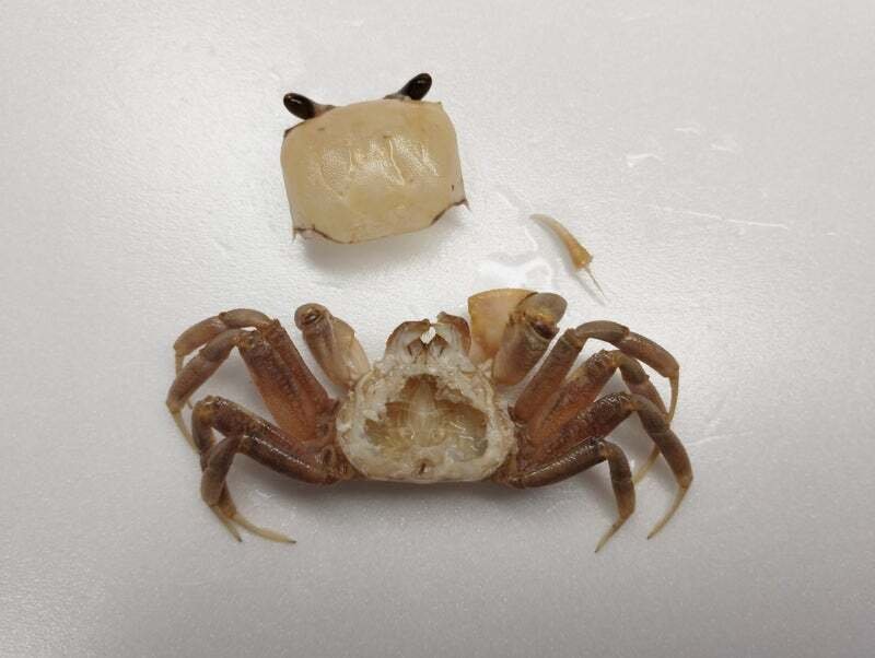 スナガニの剥製を作ってみた｜魚道部！/ 剥製師 力石眞弘 (ﾁｶﾗｲｼ ﾏｻﾋﾛ)