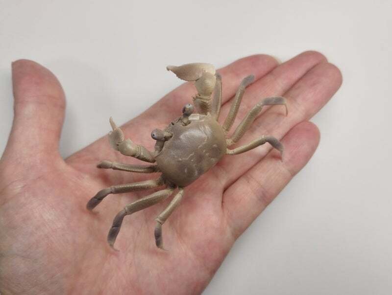 スナガニの剥製を作ってみた｜魚道部！/ 剥製師 力石眞弘 (ﾁｶﾗｲｼ ﾏｻﾋﾛ)