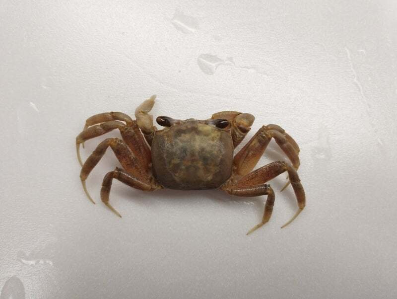 スナガニの剥製を作ってみた｜魚道部！/ 剥製師 力石眞弘 (ﾁｶﾗｲｼ ﾏｻﾋﾛ)